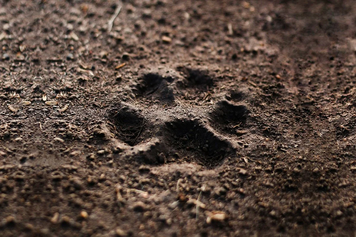 What to Expect During an In-Home Pet Euthanasia Visit