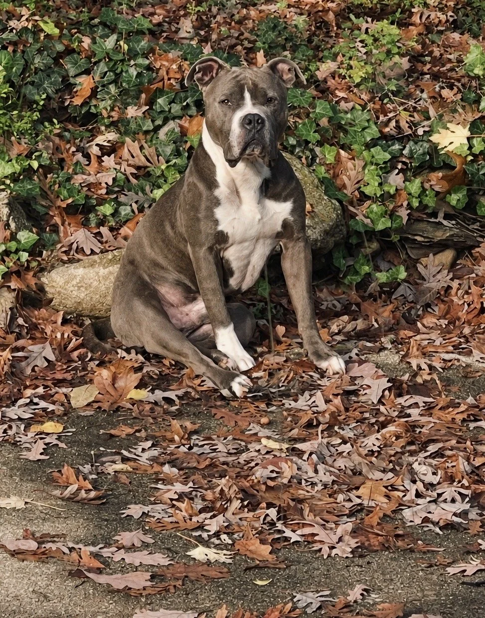 “Zeus” Morrison