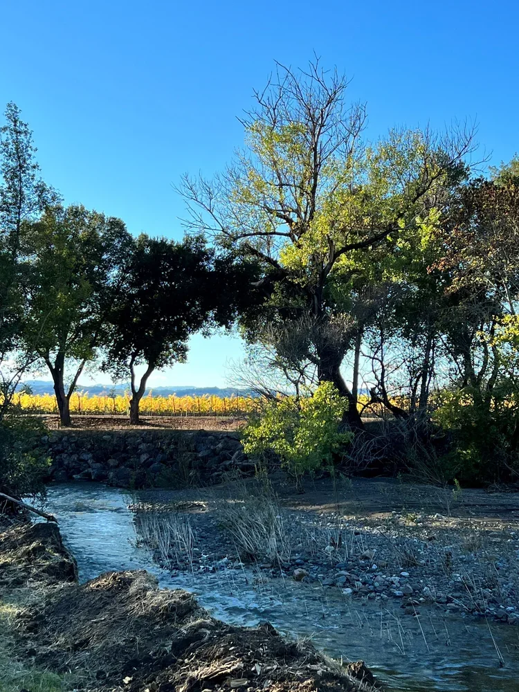 How a ‘Stone’ harvest becomes a glass of Art