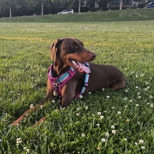 A brown dog with a purple harness lying on a grassy field covered with small white flowers, with houses and trees in the background.
