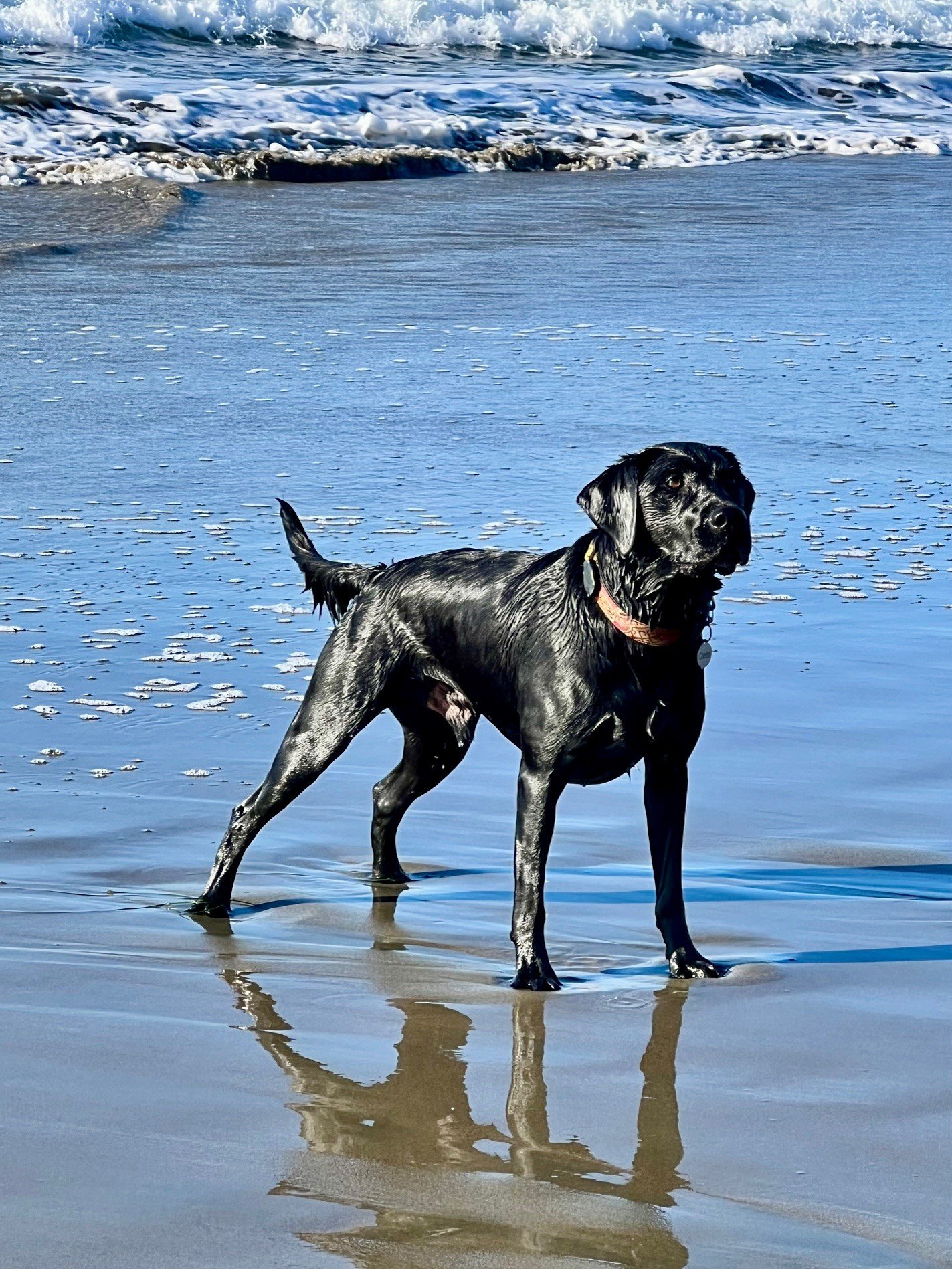 A black Labrador retriever standing in shallow ocean water at the beach with waves in the background.
