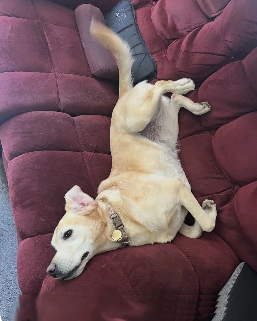 A light-colored dog lying on its back on a maroon couch with a collar and a tag, looking at the camera.
