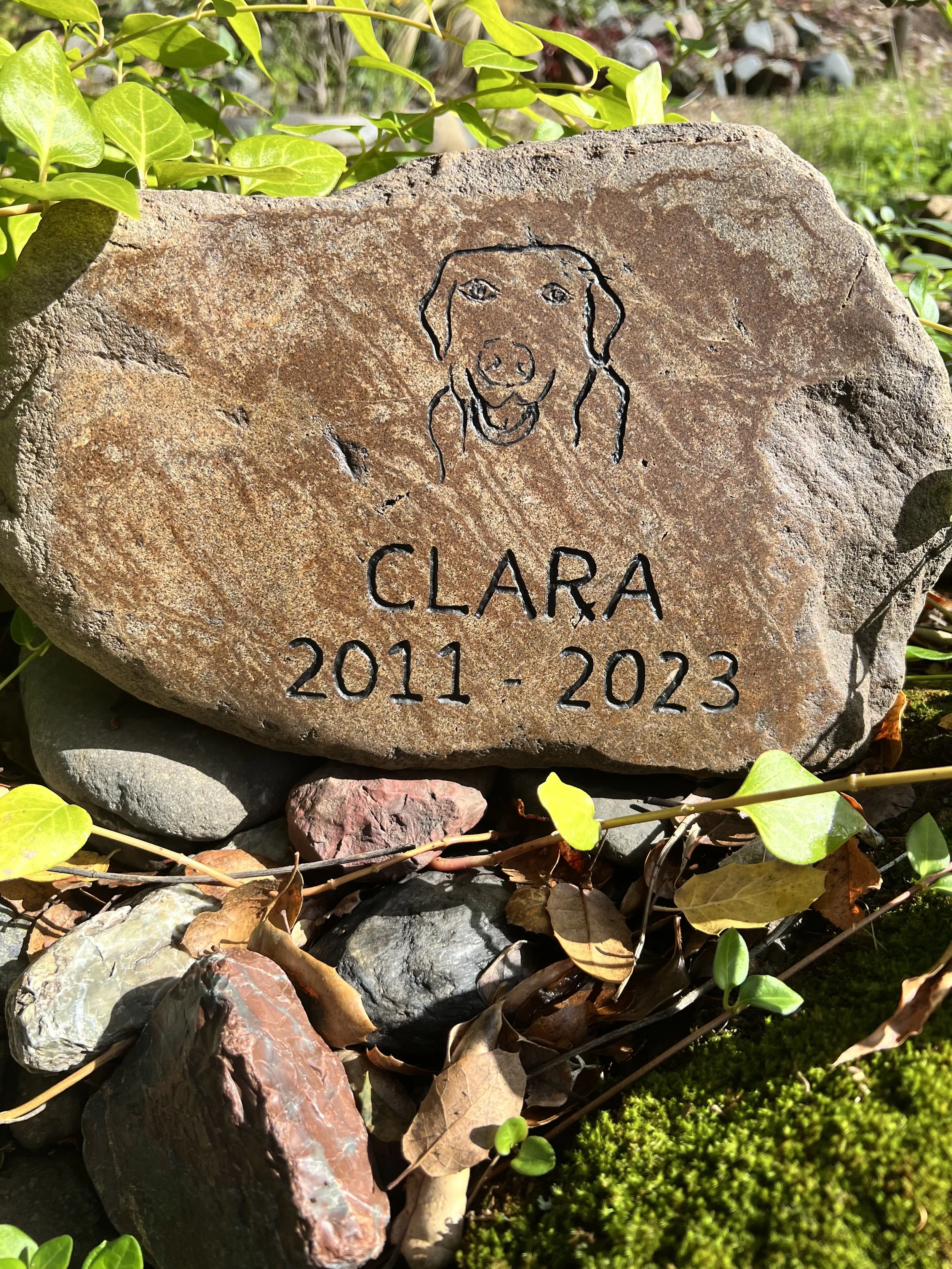 Memorial stone with engraved dog illustration, name 'Clara', and dates 2011-2023, surrounded by rocks, leaves, and greenery.
