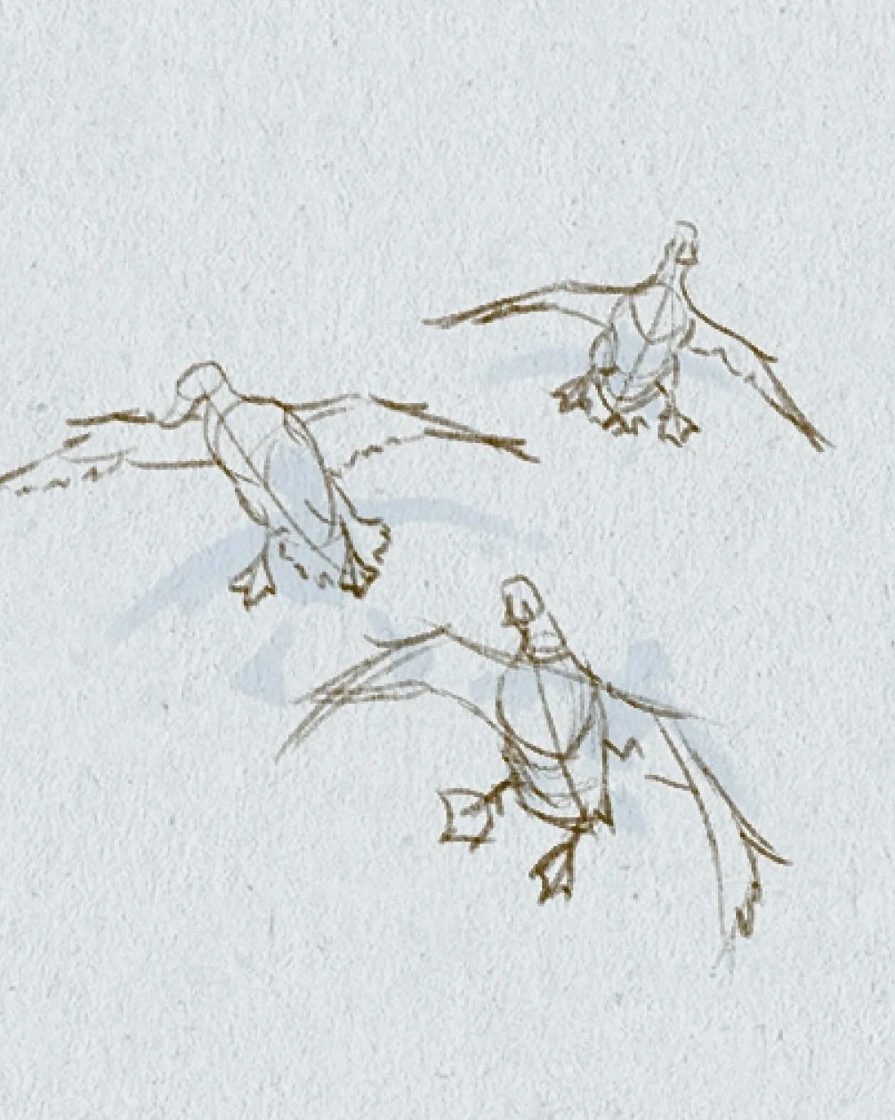 Duck landing forms make my lol 😂 #alwaysdrawing #animalforms #sketching #animaldrawings