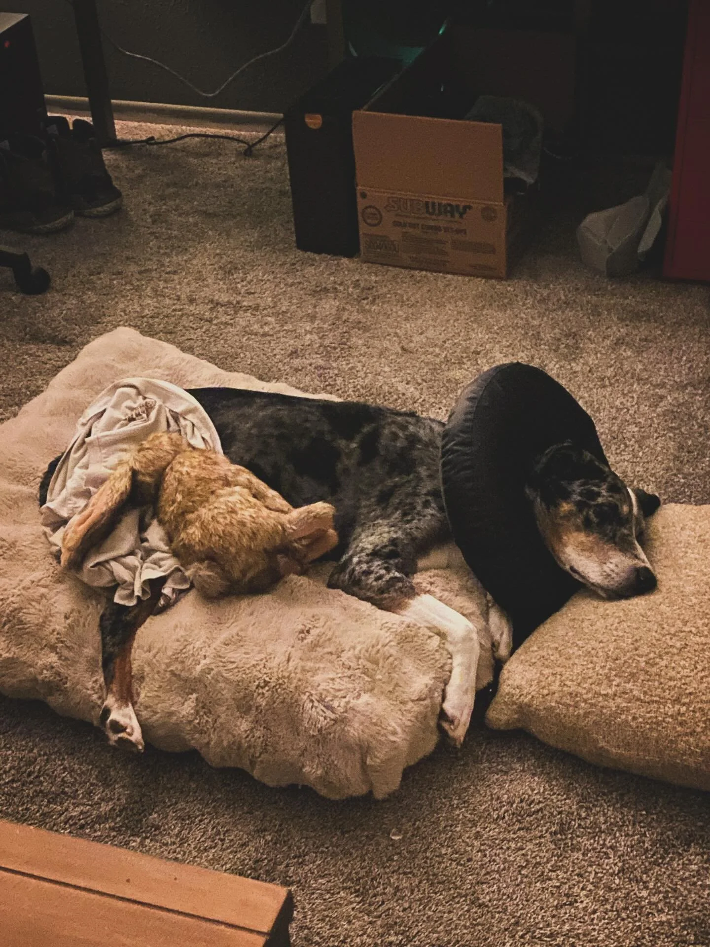 Our boy has got it a little rough right now. We had a fatty mass removed from his back leg. It&rsquo;s a pretty big set of stitches he&rsquo;s got but chicks dig scars haha. He&rsquo;s bouncing back already which is awesome but it&rsquo;s pretty unco