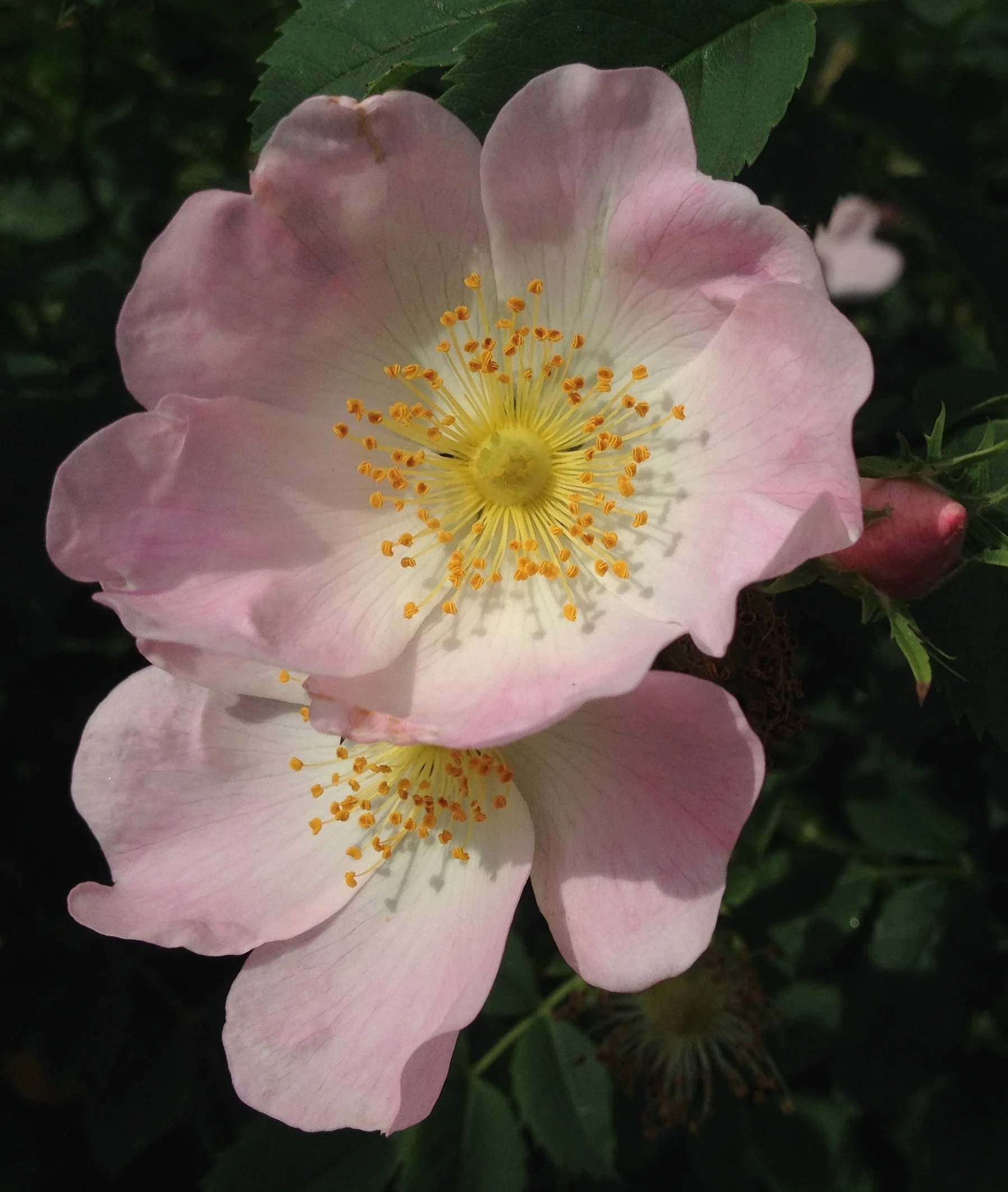 Eine rosa Blume mit vielen gelben Staubblättern in der Mitte, umgeben von grünen Blättern.