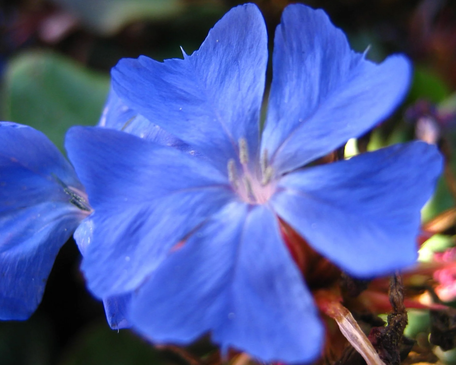 Nahaufnahme einer Blüte der Bachblüten-Therapie, mit grünen Blättern im Hintergrund.