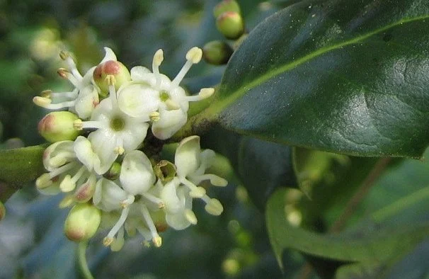 Weißliche Blüten und grüne Blätter einer Pflanze.