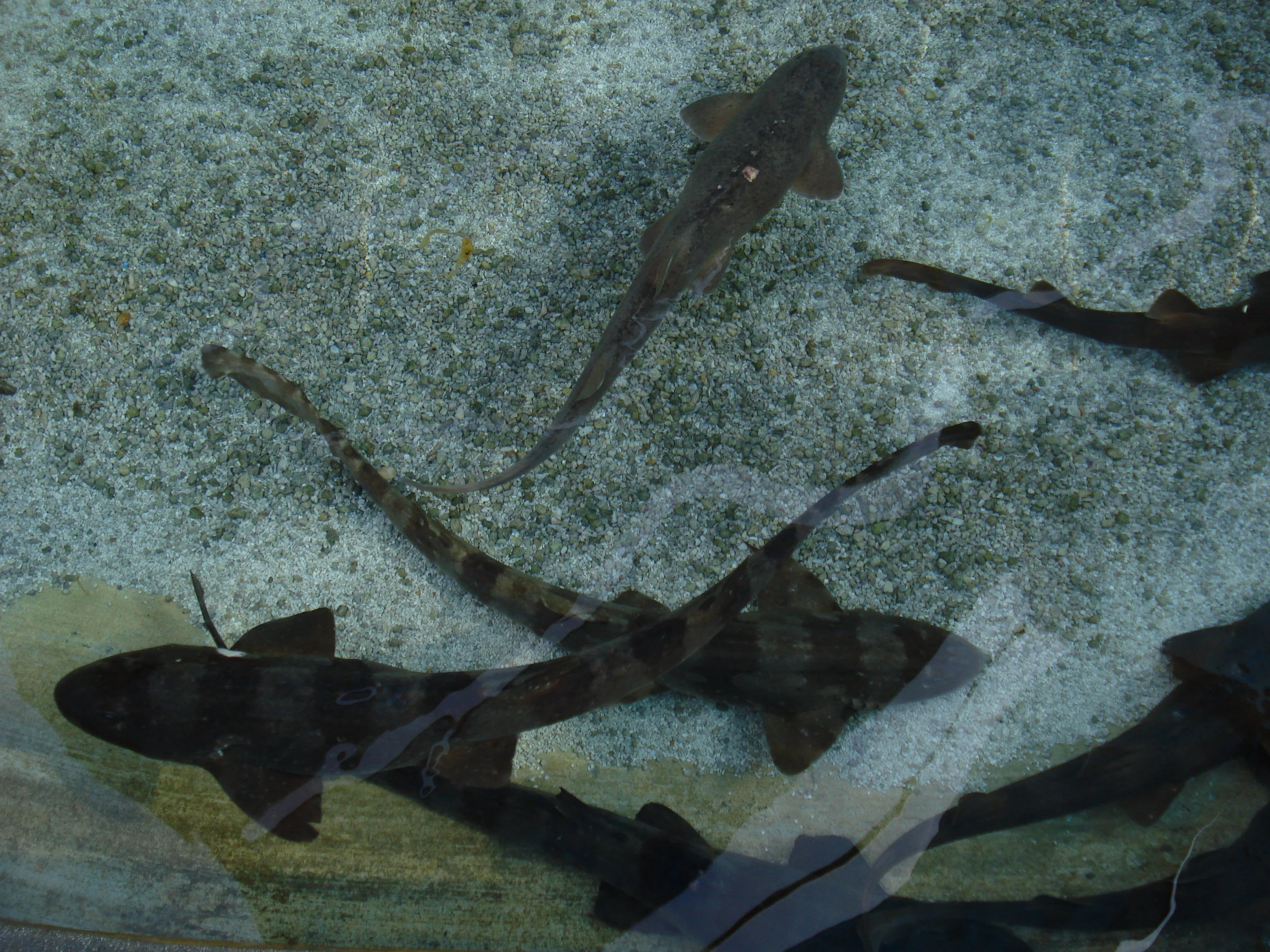 Experiencing sharks at the AOP