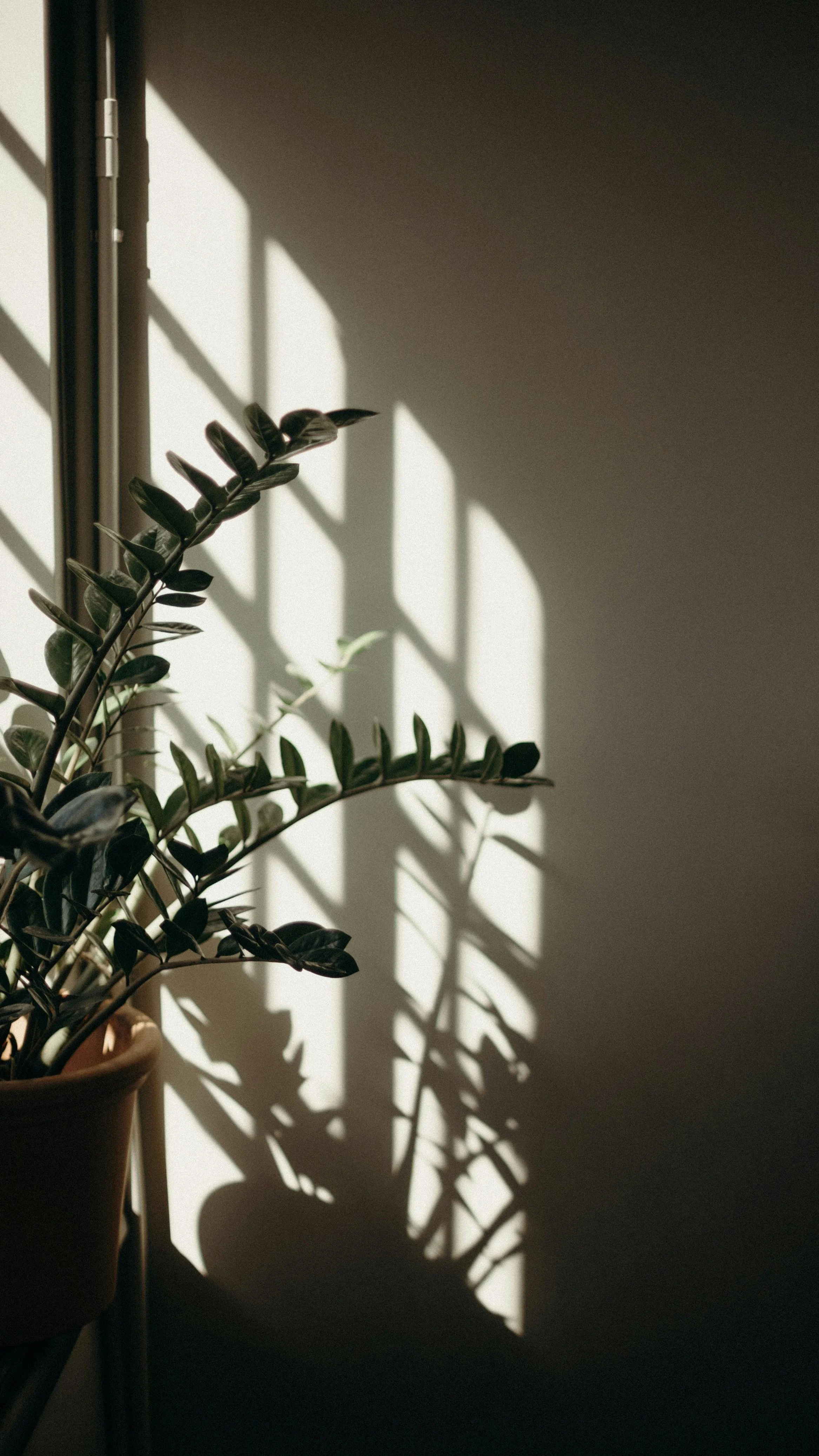Sunlight casting shadows of a potted leafy plant onto a wall next to a window.
