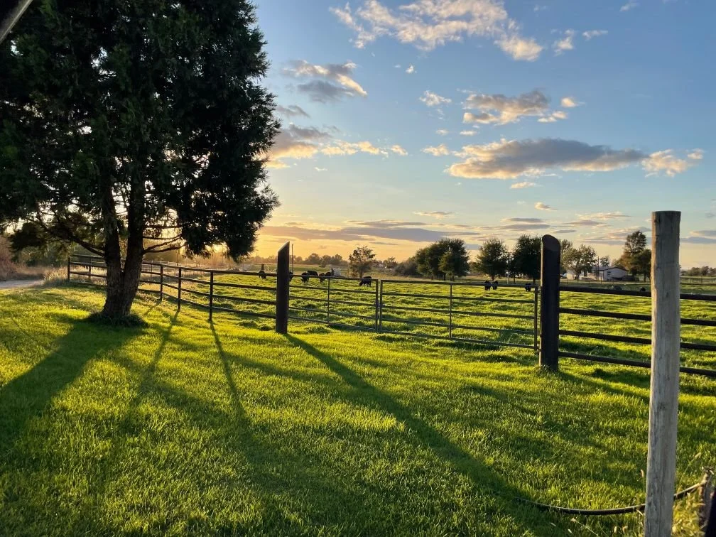 Preparing Your Pasture For Miniature Cows