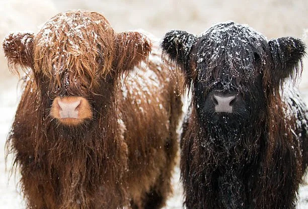 Moo-ving Into Winter: Keeping Mini Cows Warm and Healthy