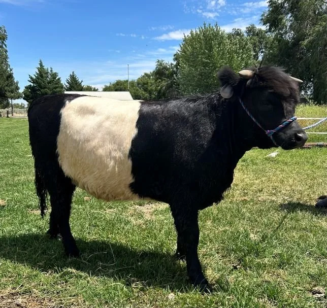 A highland heifer, standing on green grass with trees and a blue sky in the background.