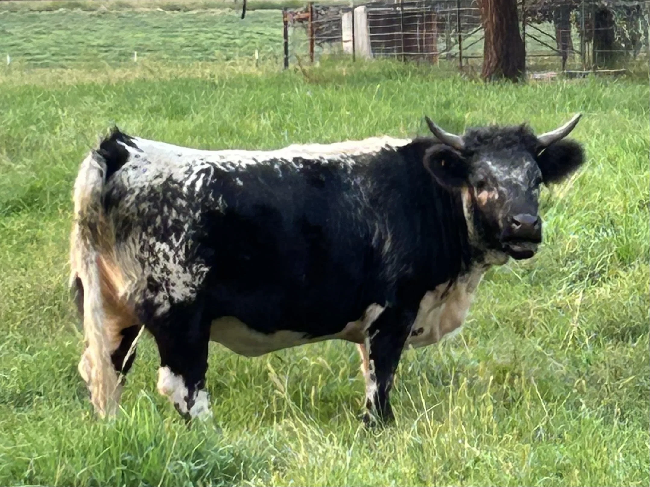 A black and white cow grazing in a lush green field with a tree and fenced area in the background.