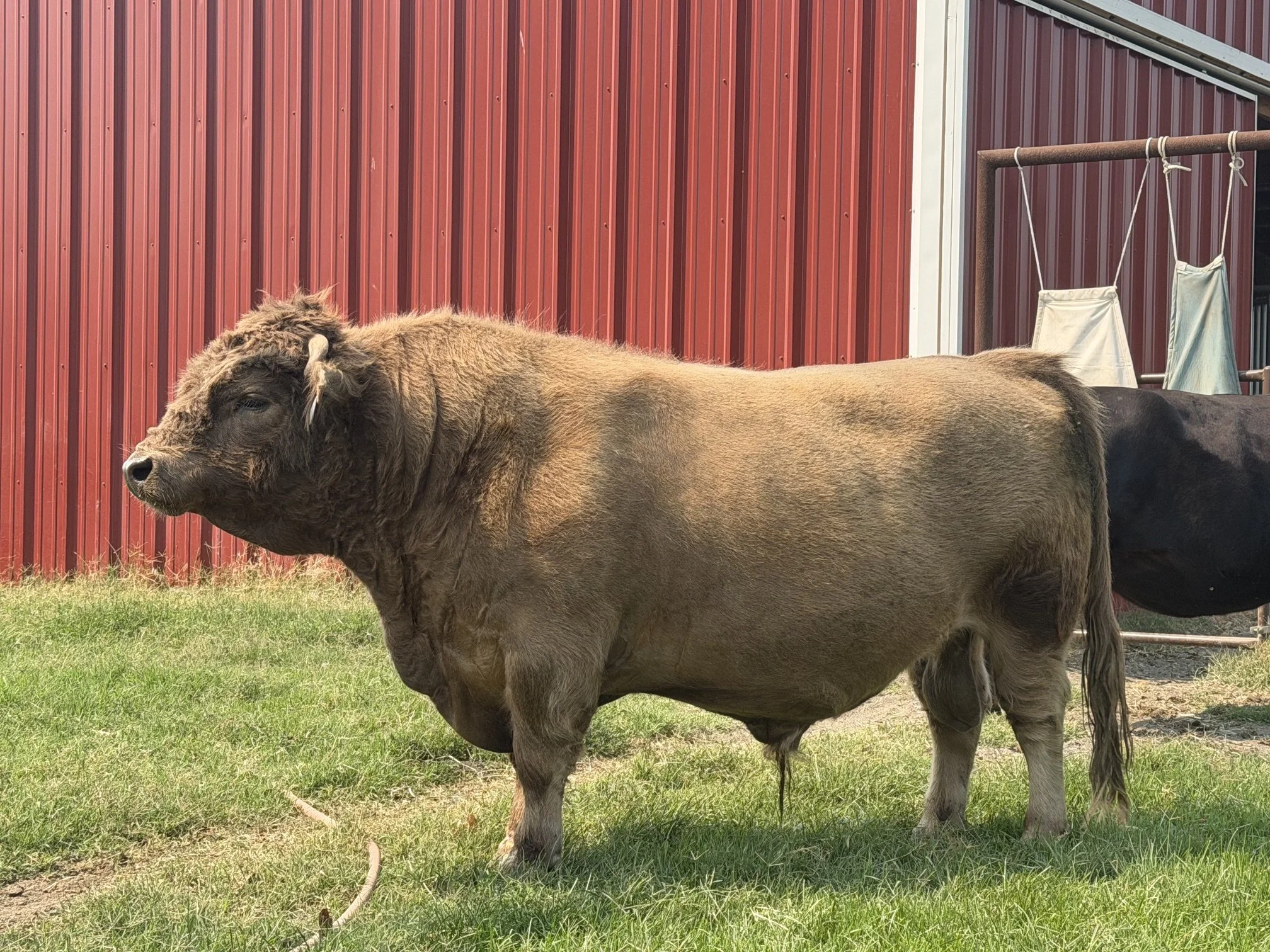 A bull highlander standing on green grass near a shed with a silver-metal exterior, with logs stacked nearby.