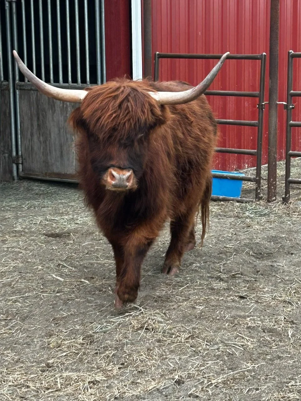 A Highland cow with long, reddish-brown fur and large, curved horns standing inside a barn.