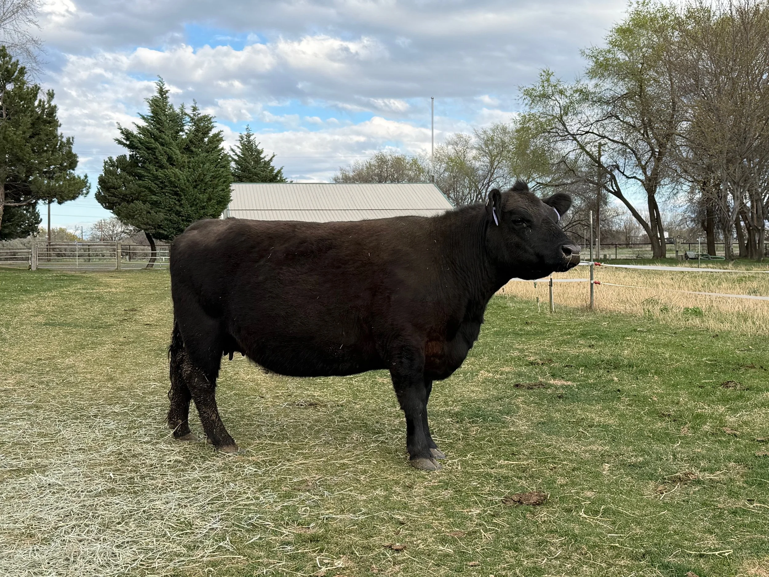 A black cow standing on a grassy field with trees, a fence, and a building in the background under a partly cloudy sky.