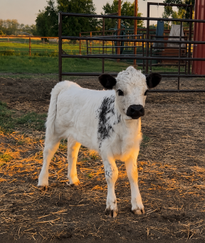 Young calf standing on dirt ground in a farm setting with metal fencing and green trees in the background.