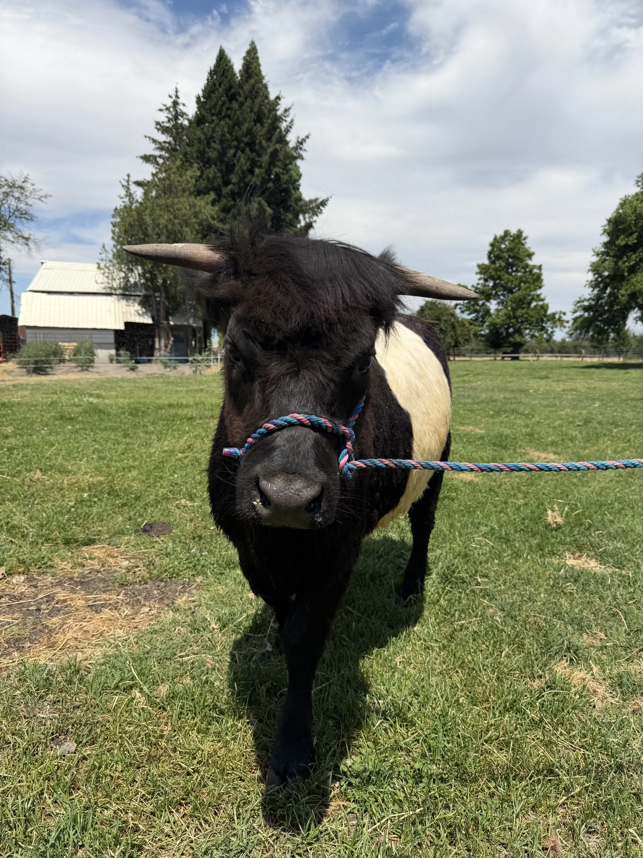 Close-up of a black and white miniature cow with a rope halter, standing on a grassy field near a farm with trees and a barn under a partly cloudy sky.