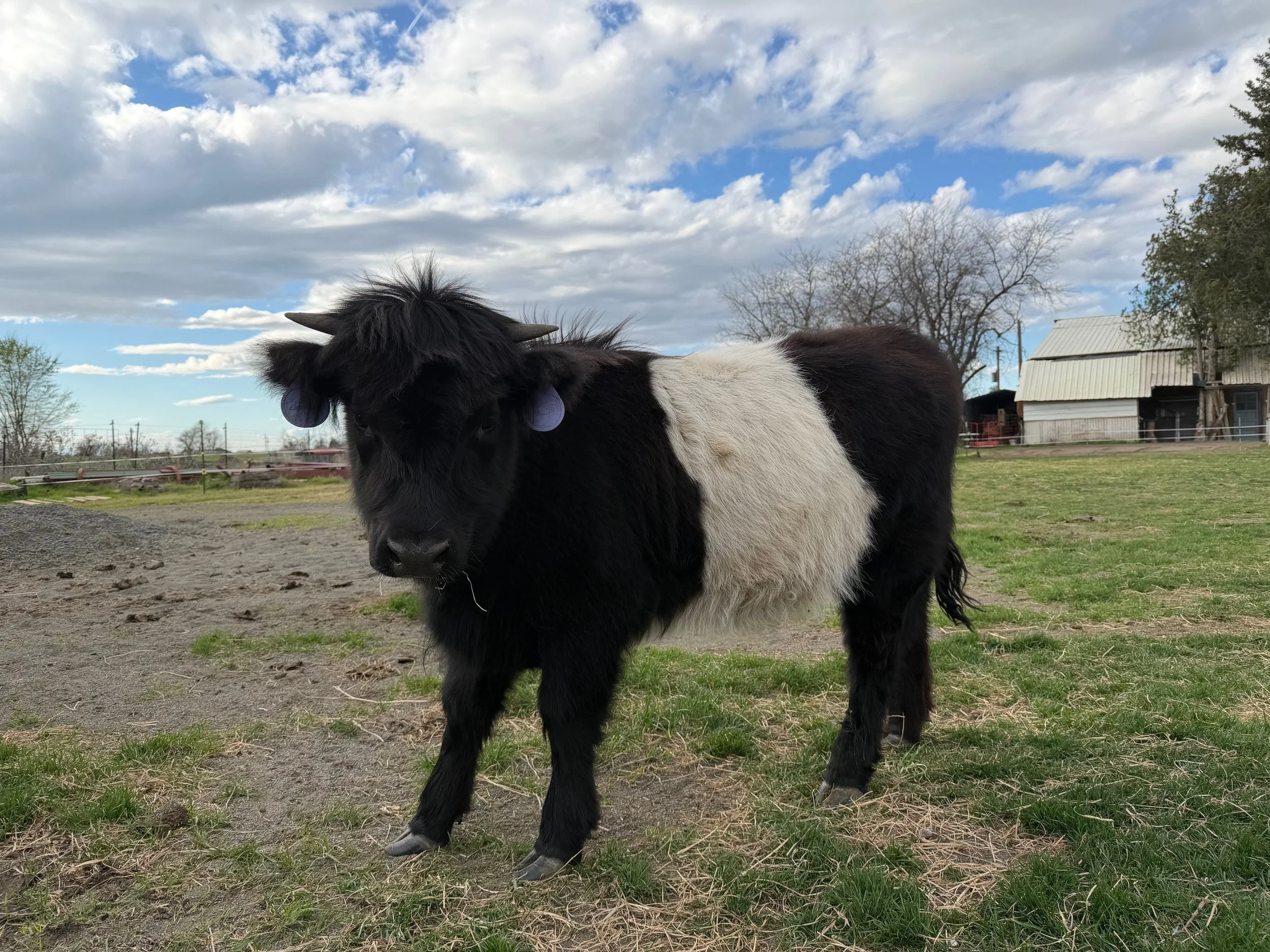A young calf with black and white fur standing in a barn.