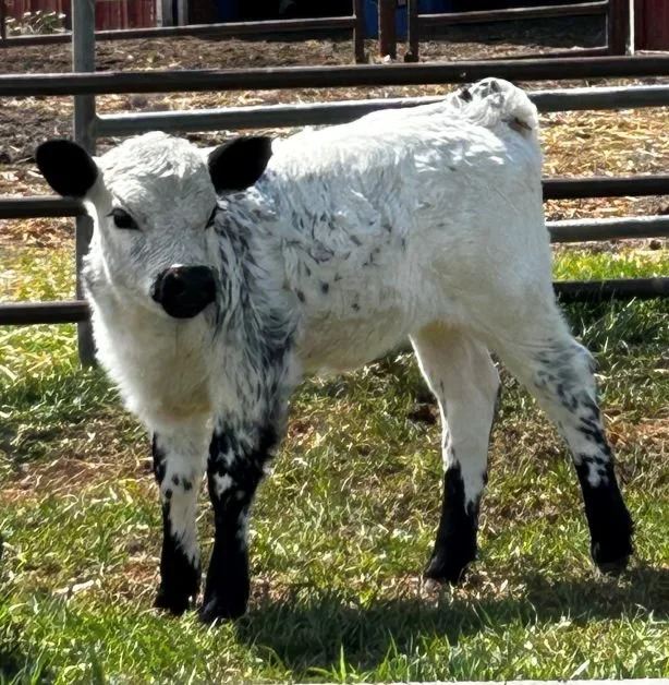 A white park calf and a white and black spotted calf standing in a barn with straw on the floor, near a blue plastic container filled with hay.