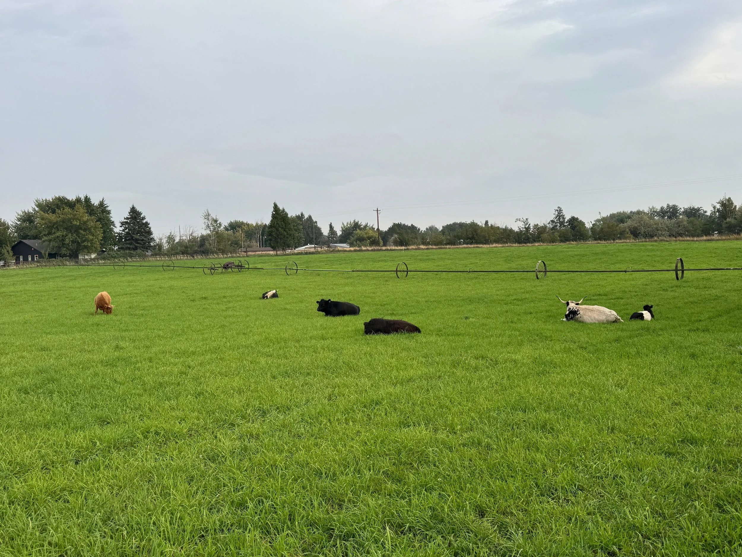 Cows resting on a green farm field with a cloudy sky.