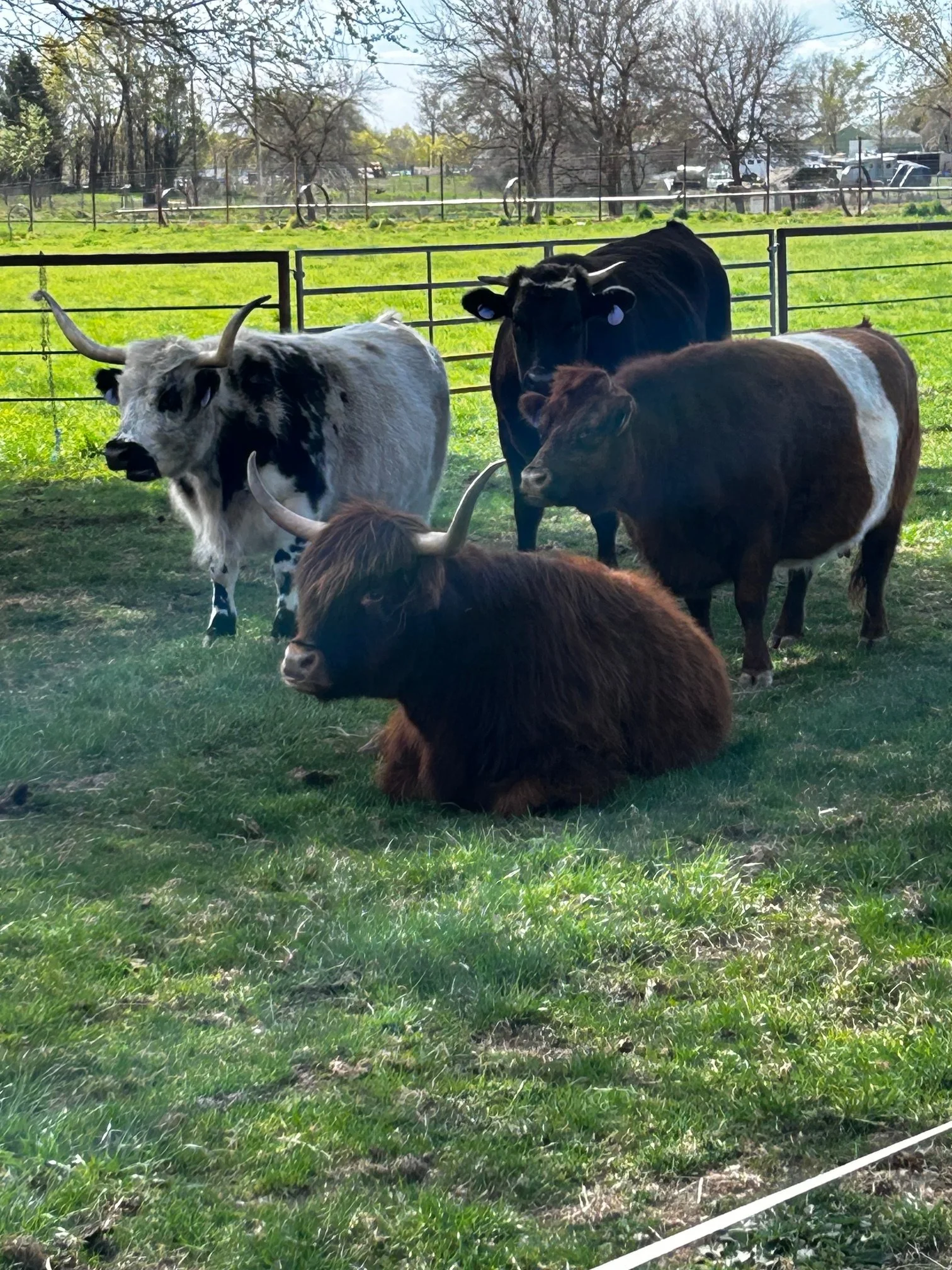 Four yaks, one sitting and three standing, in a grassy enclosure with trees and a fence in the background.