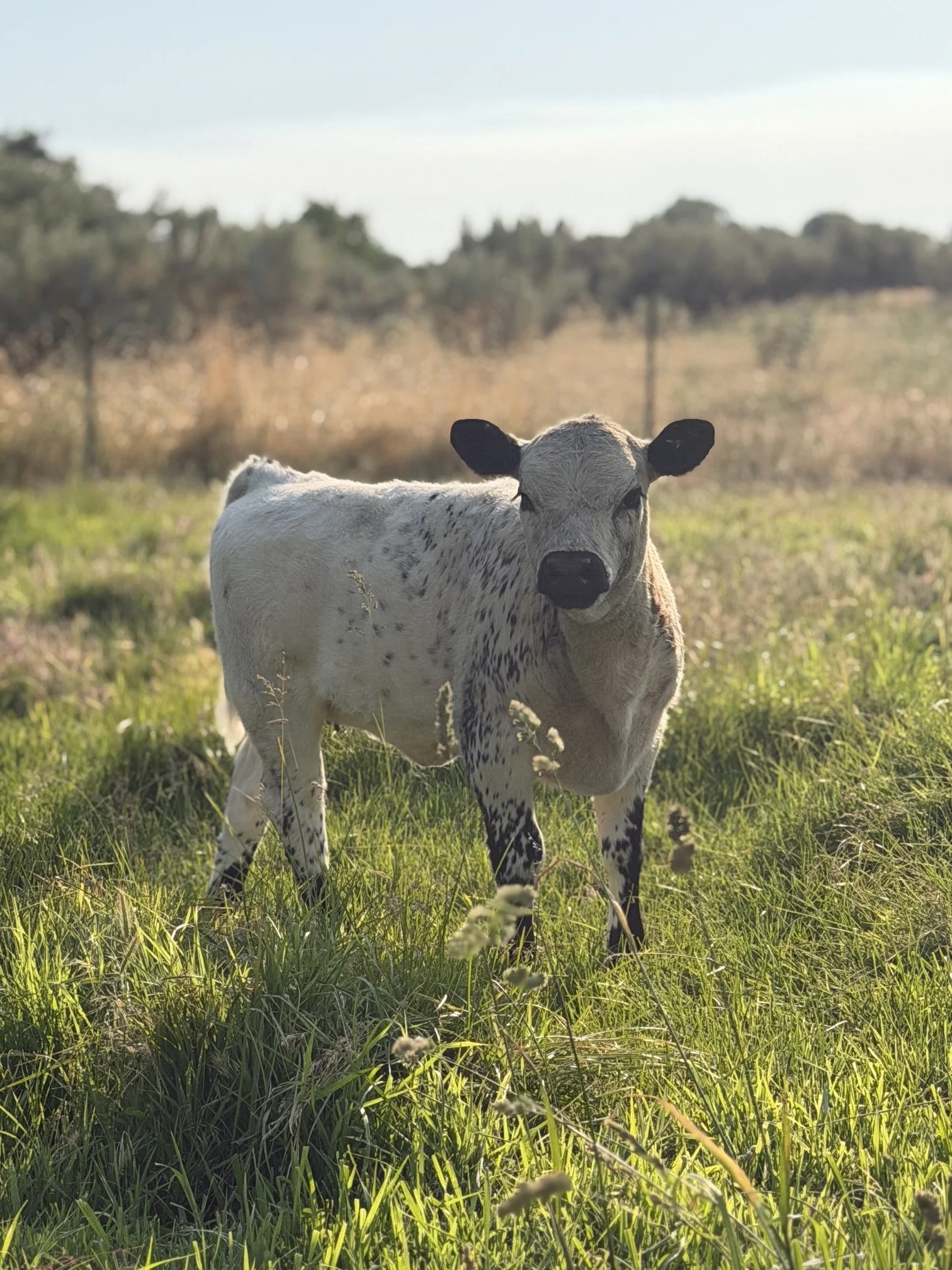A white park calf and a white and black spotted calf standing in a barn with straw on the floor, near a blue plastic container filled with hay.