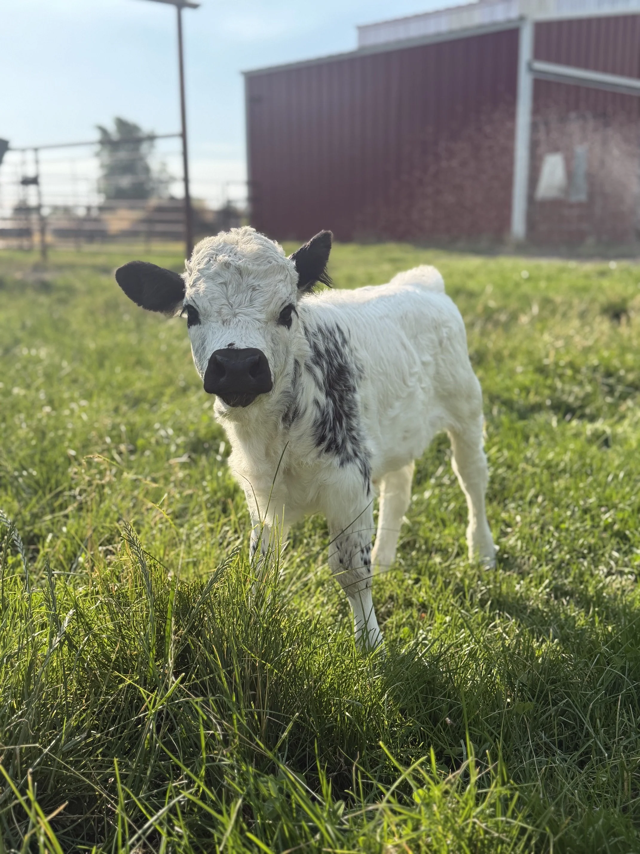 Dolly is so curious
