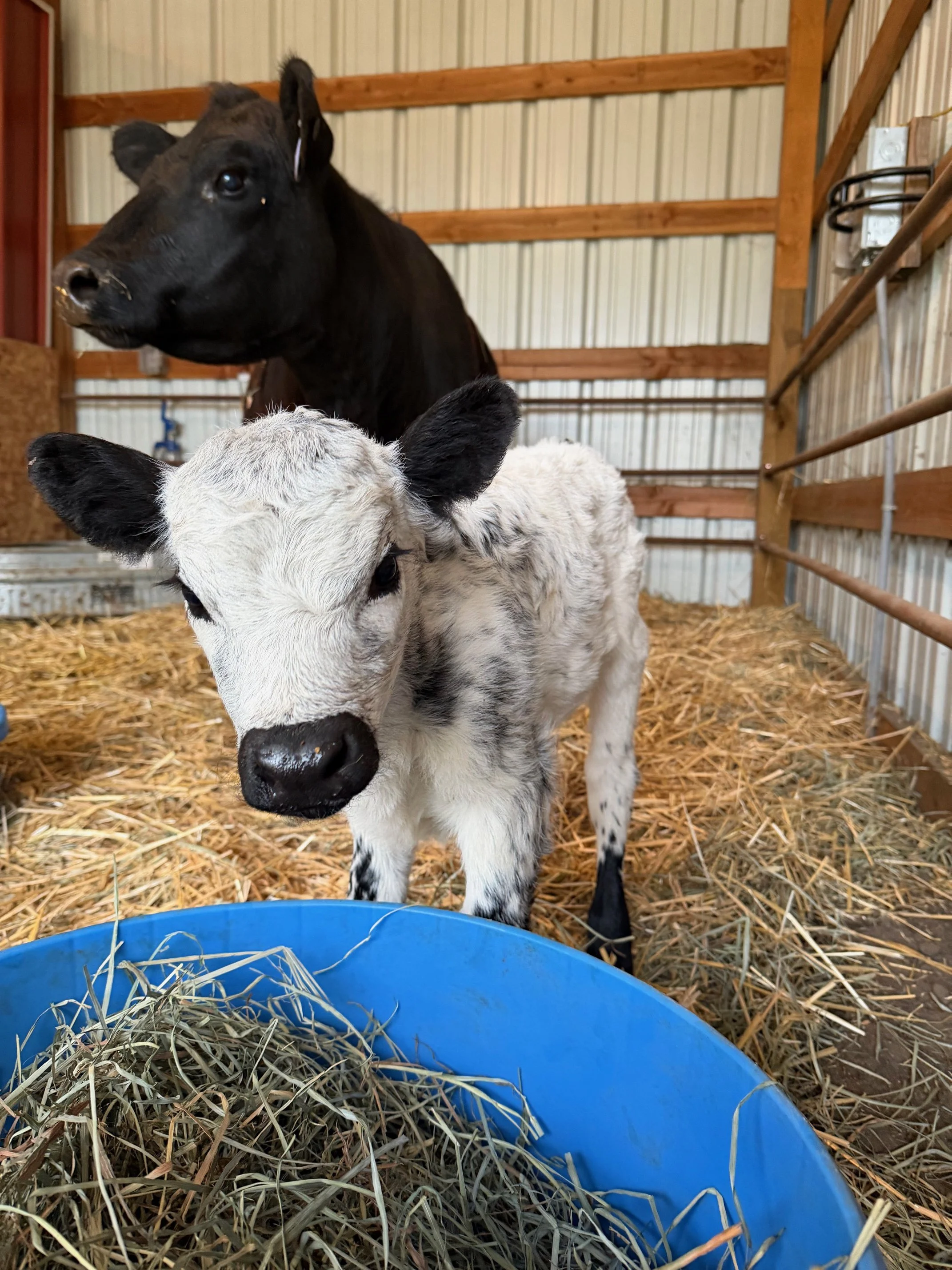 A white park calf and a white and black spotted calf standing in a barn with straw on the floor, near a blue plastic container filled with hay.