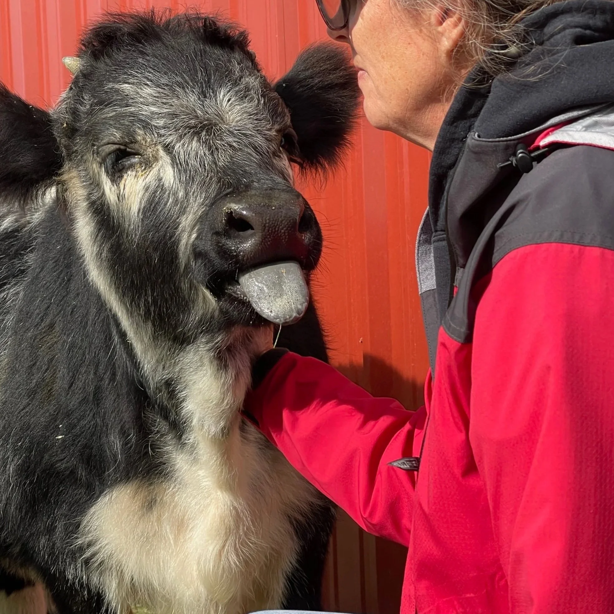 A person in a red and black jacket giving a pig a kiss on the snout, with the pig sticking out its tongue and a red wall in the background.