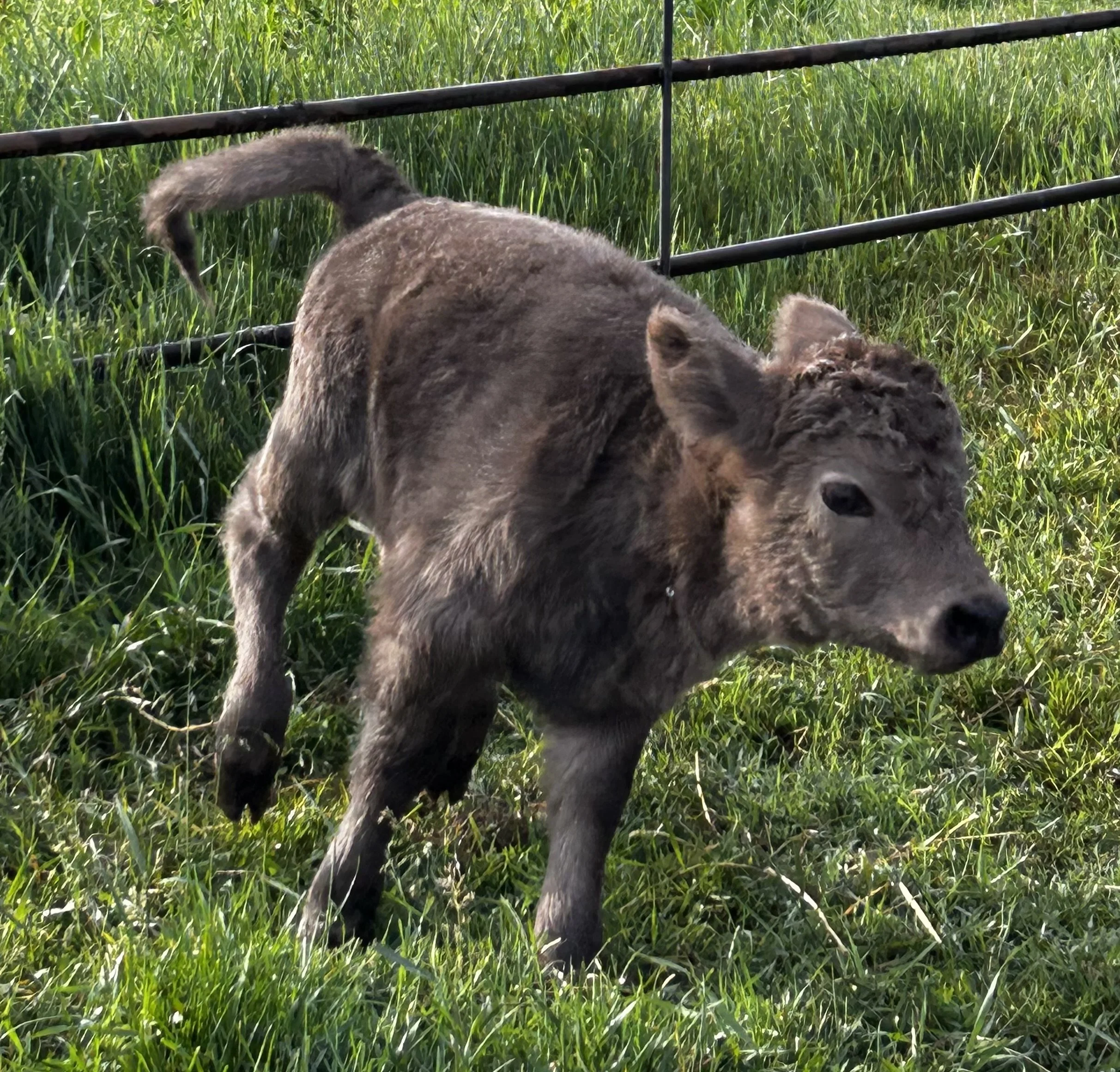 Young highland heifer standing in tall green grass behind a black metal fence.