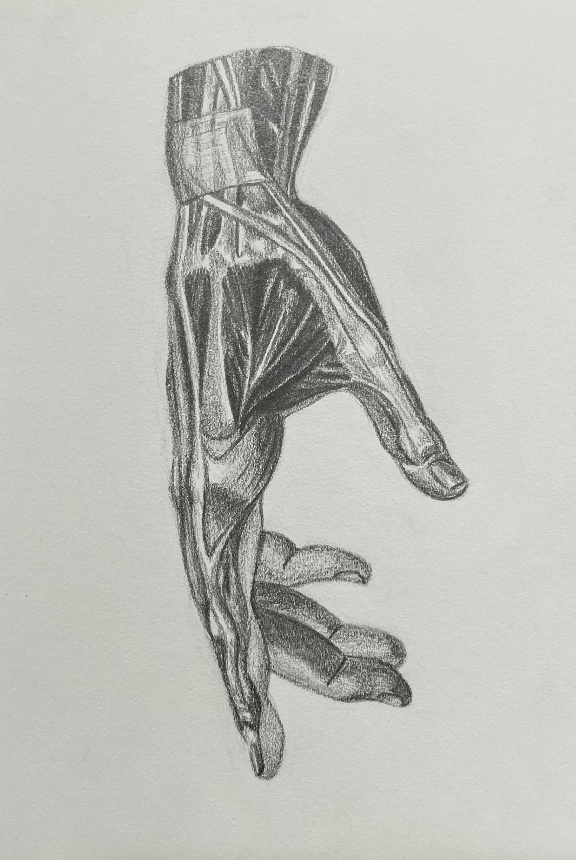 Side Hand Anatomy, graphite (2022)