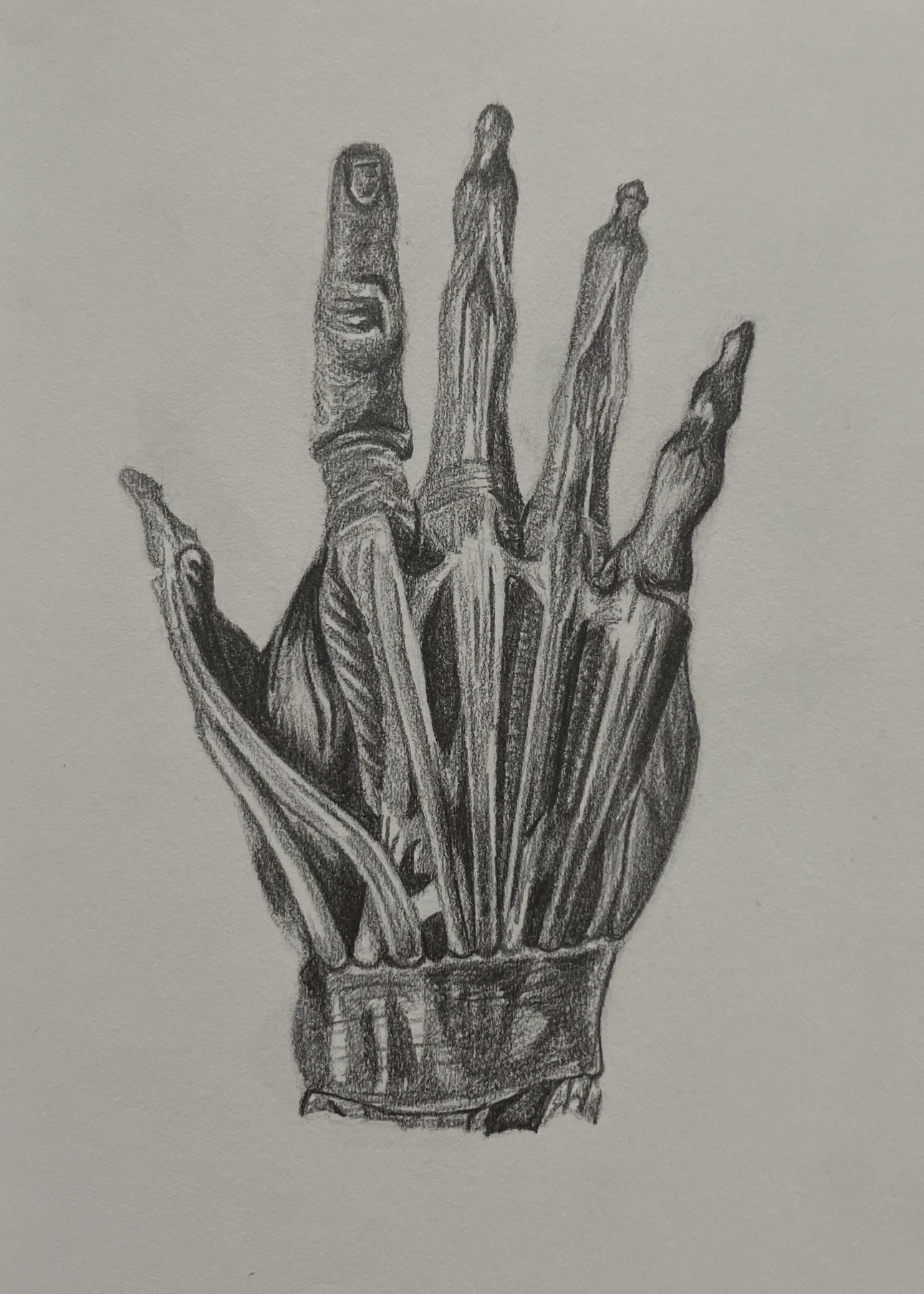Top Hand Anatomy, graphite (2022)