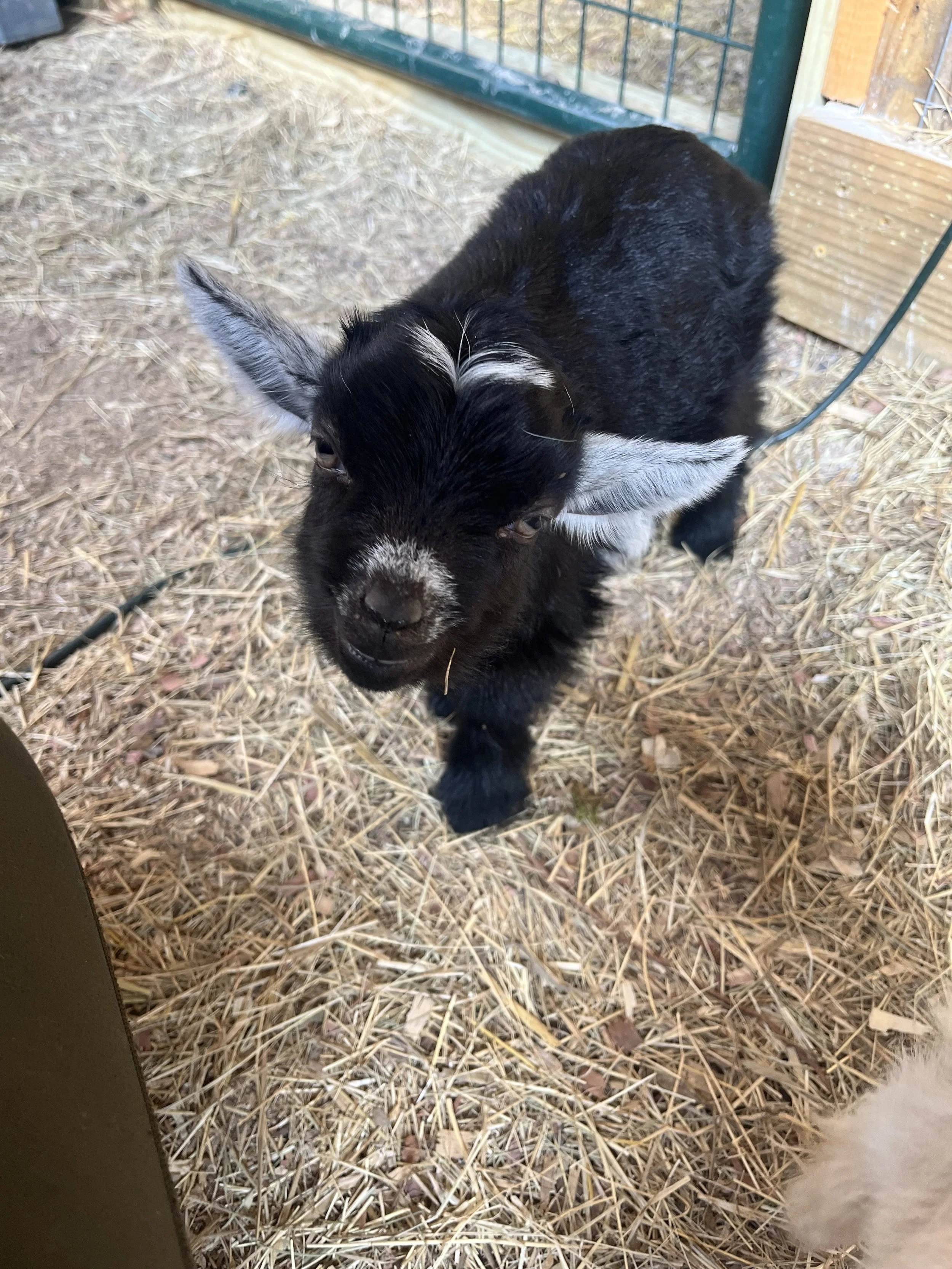 Wine Down Dog @ GGA Zen Farm (Ages 21+)