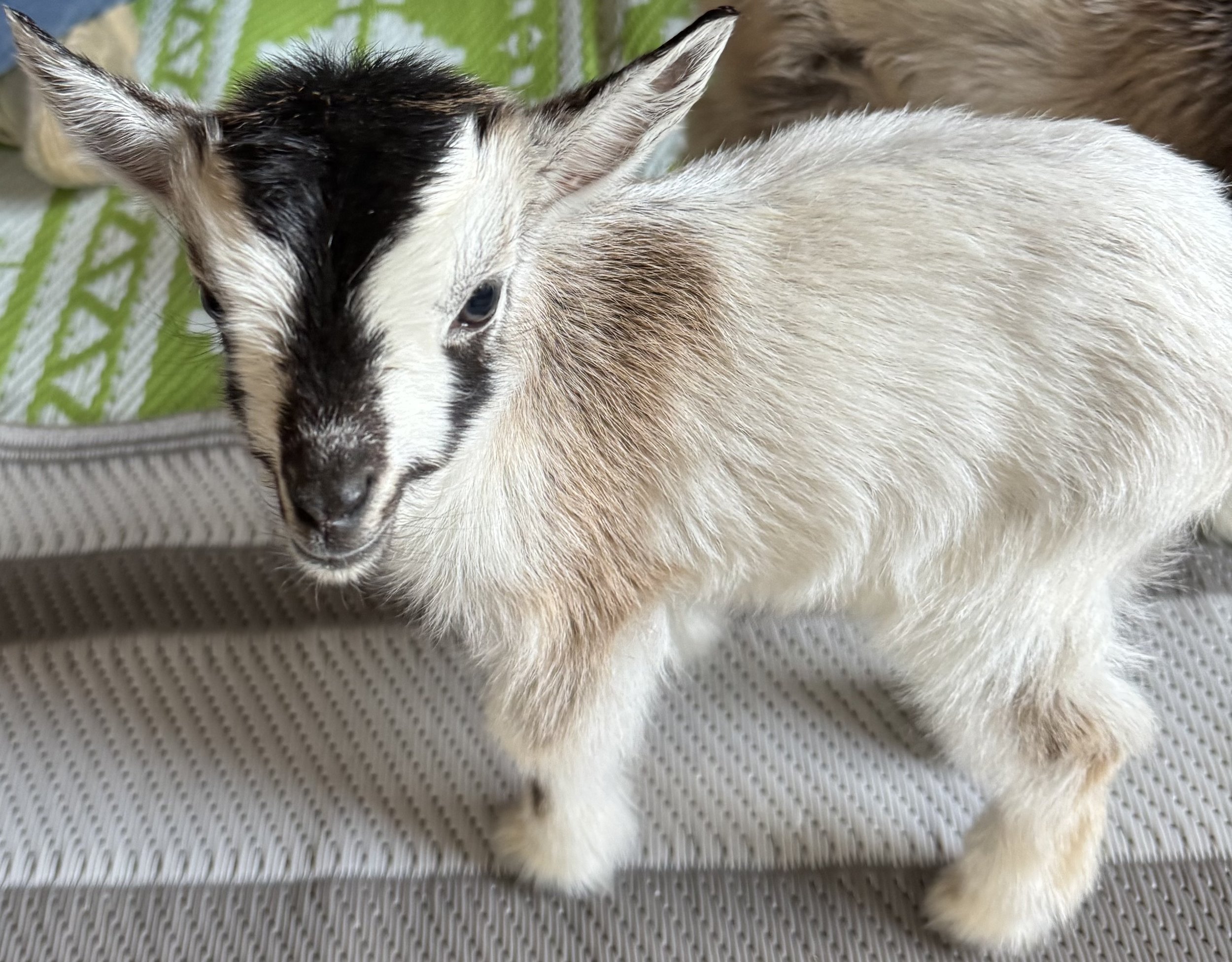 Goat Yoga @ GGA Zen Farm