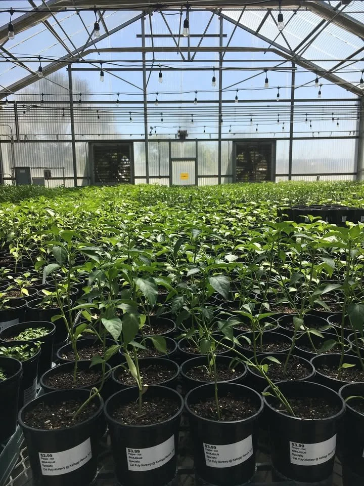 green house pomoma.jpg