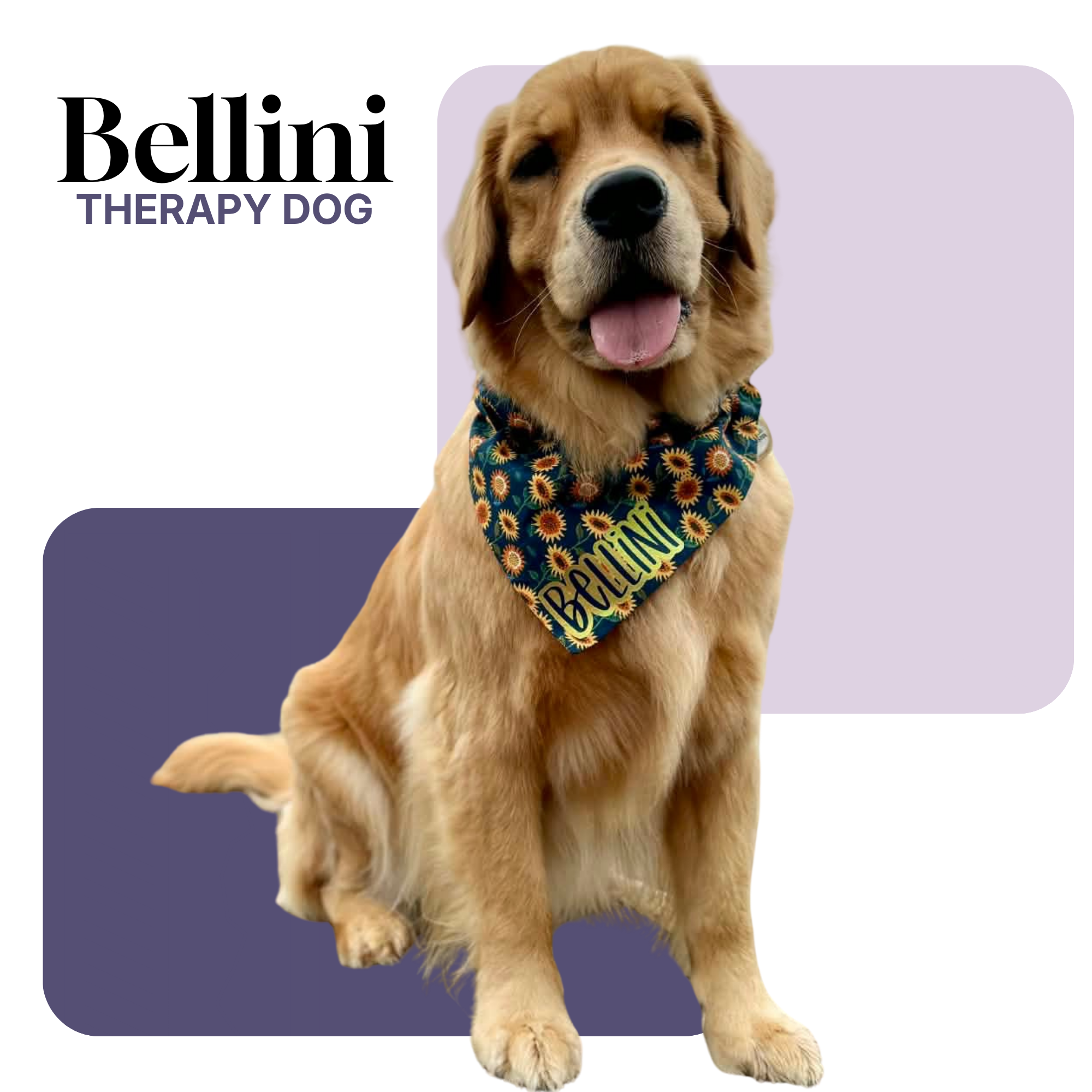 bellini.png