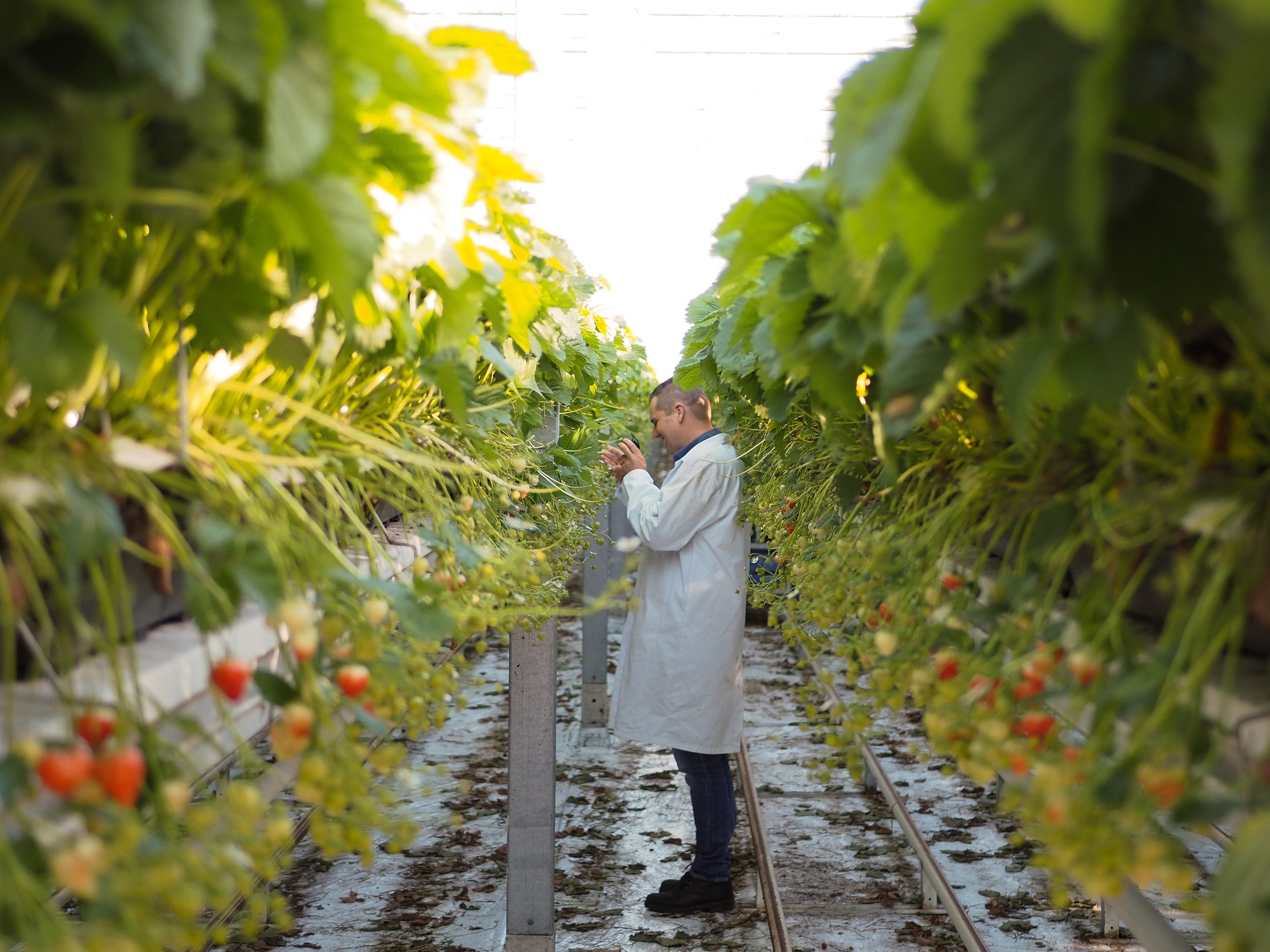 Man in een wit labojasje die aardbeien inspecteert in een kas met rijpende aardbeien.