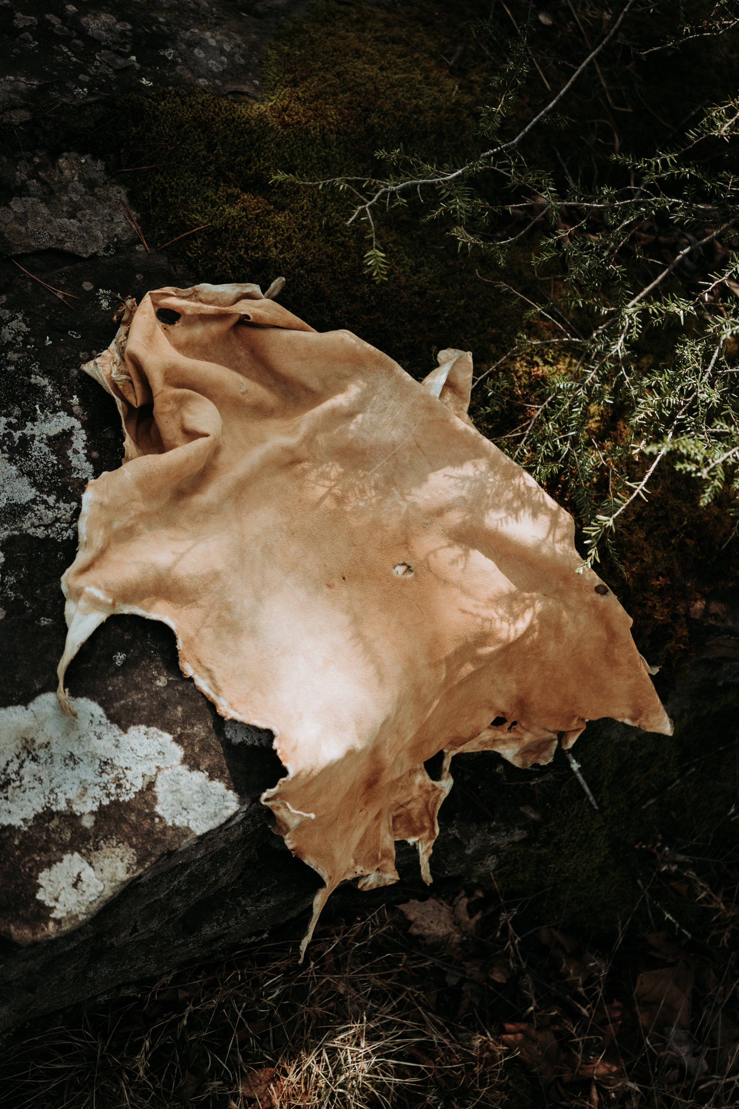 Buckskin, winter 2026