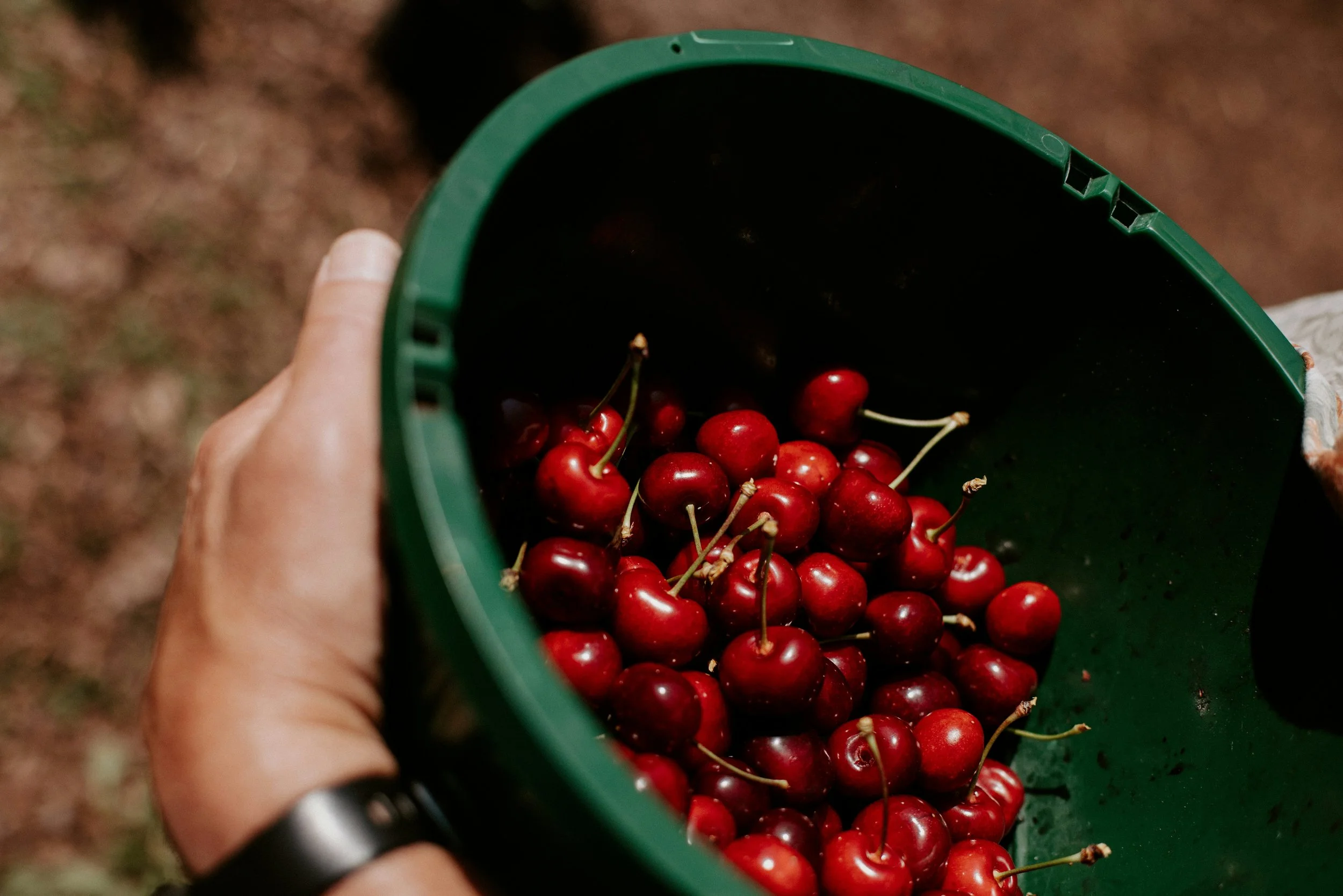 Cherry Festival