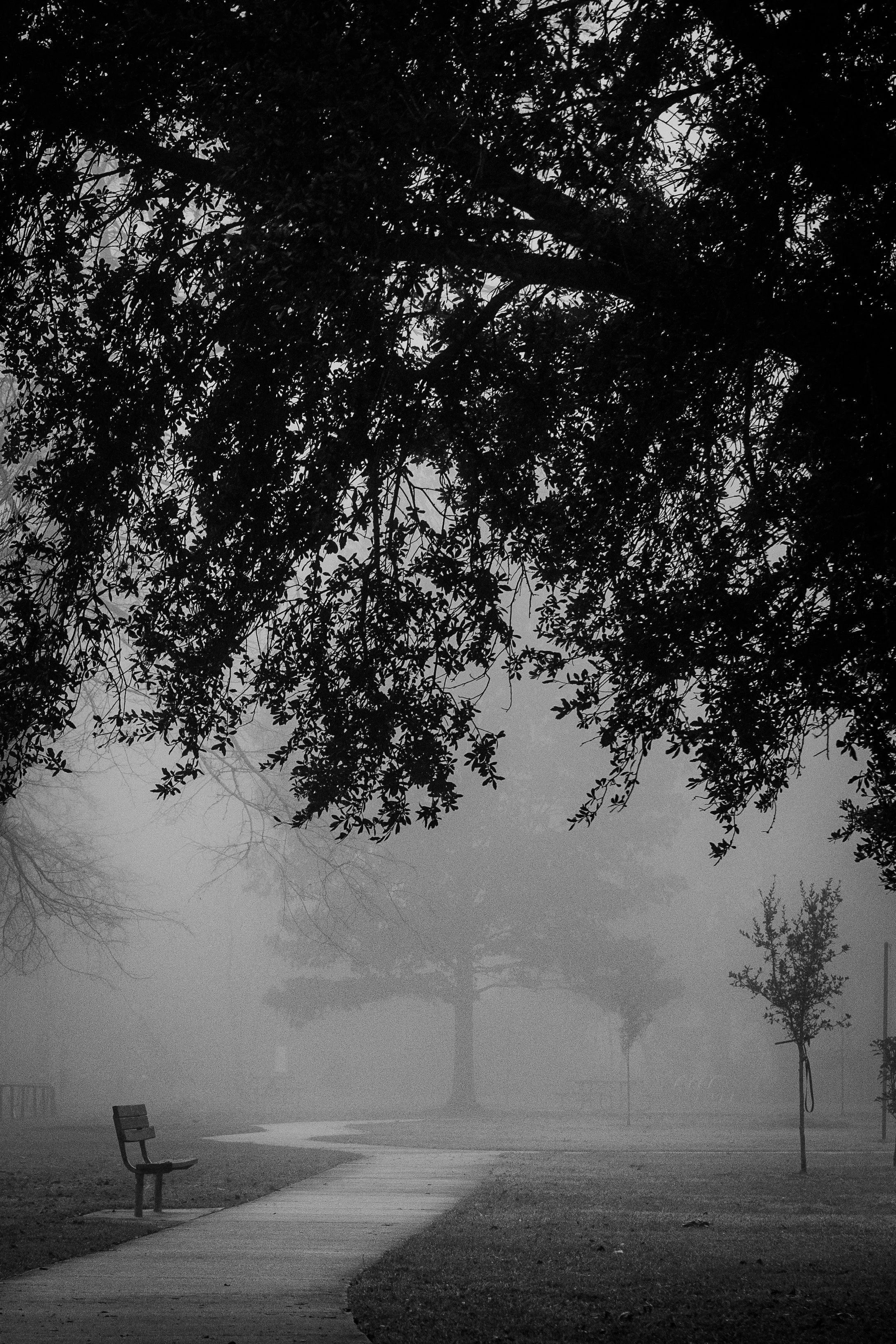 Exploring Negative Space: A Foggy Holiday Photoshoot in Baton Rouge