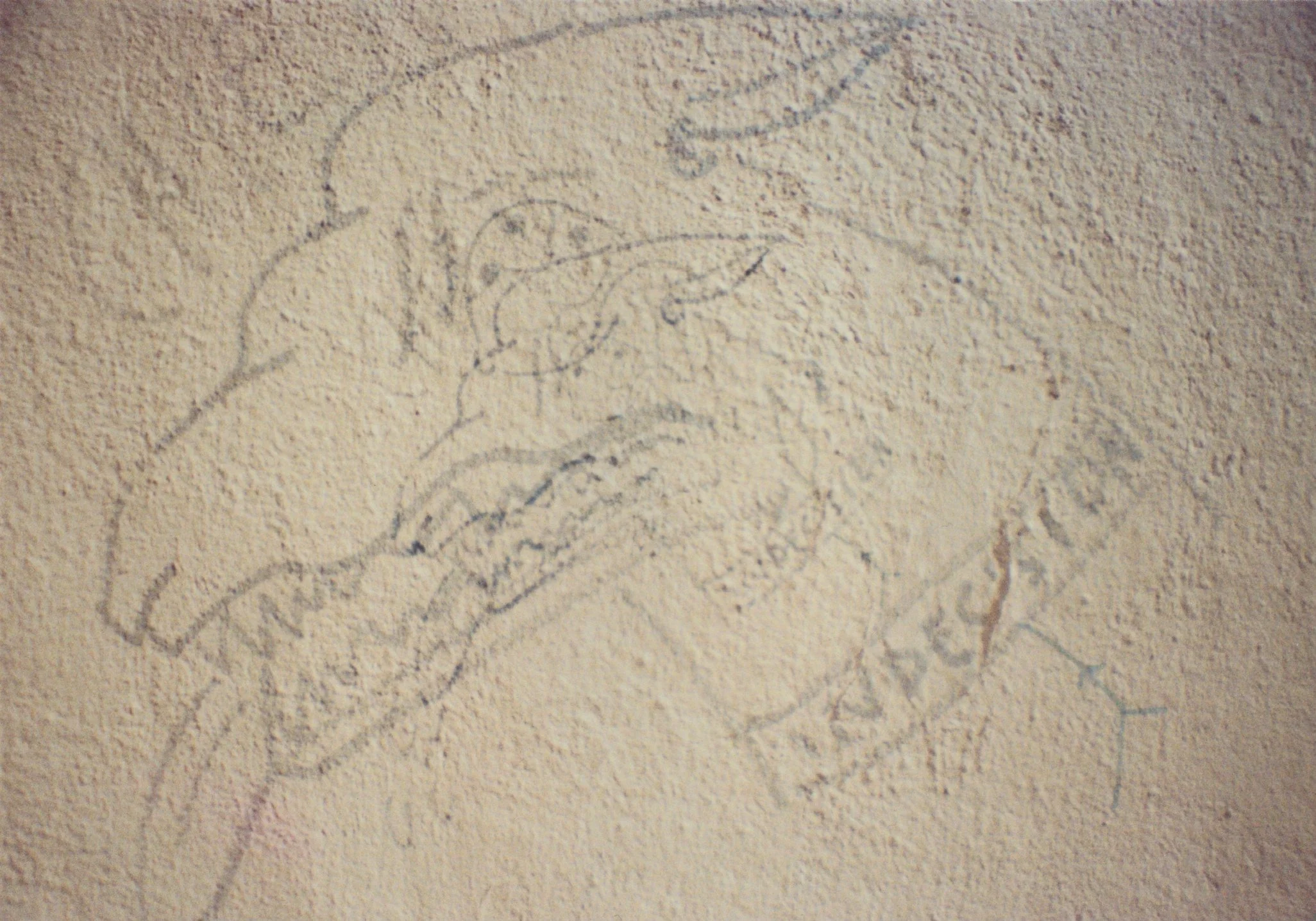 Bologna, Italy - Dog graffiti 
35mm film
2025