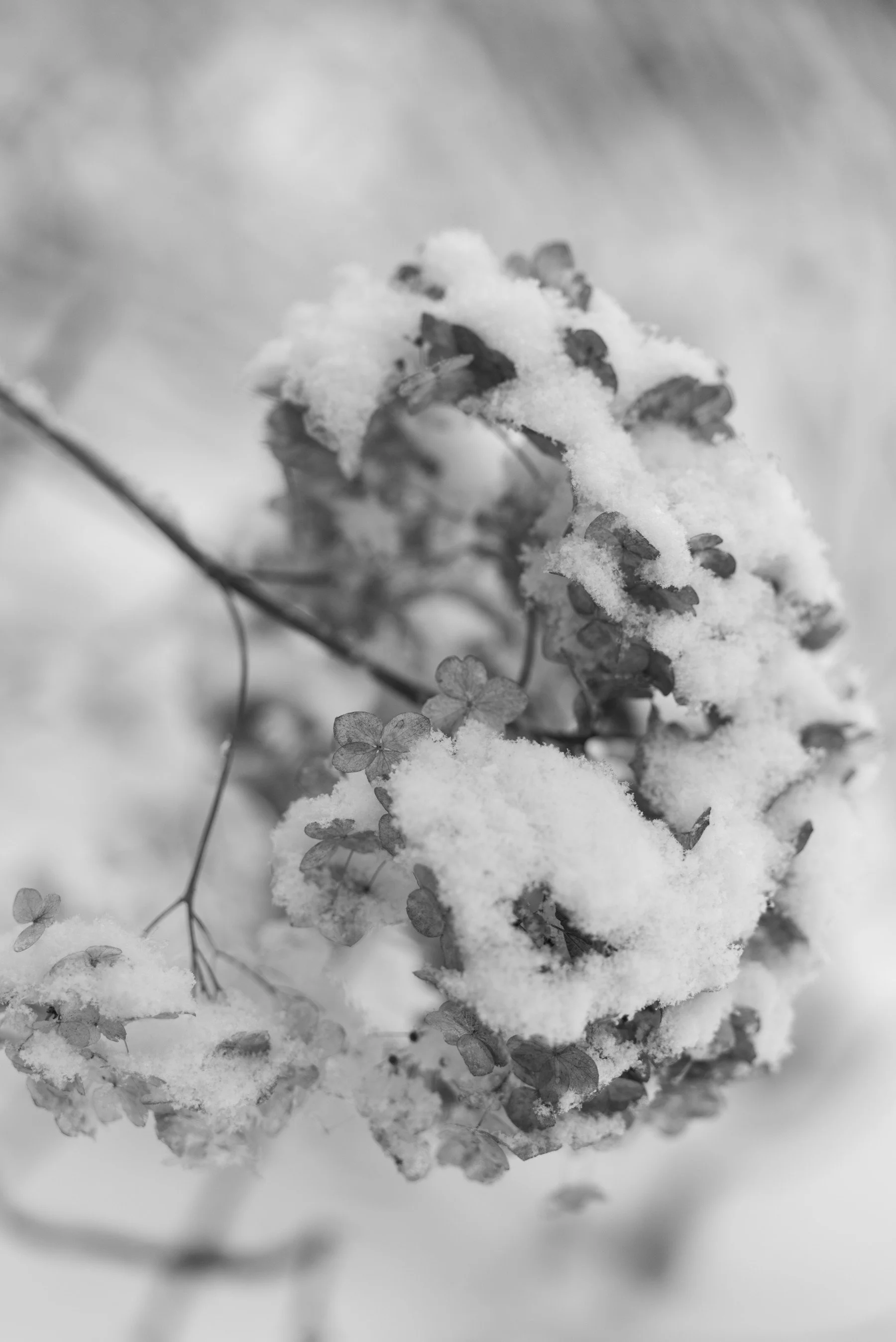 Black and white close-up of winter flower covered in fresh snow, photographed by Studio Trois Pommes