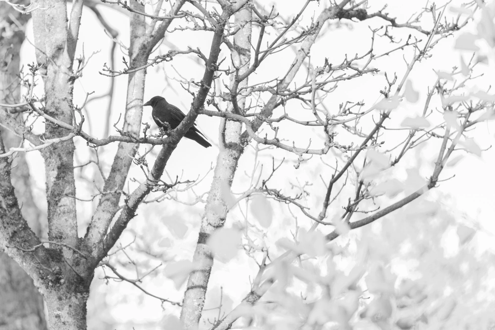 Black and white nature photo of a bird on tree branches, captured by Studio Trois Pommes