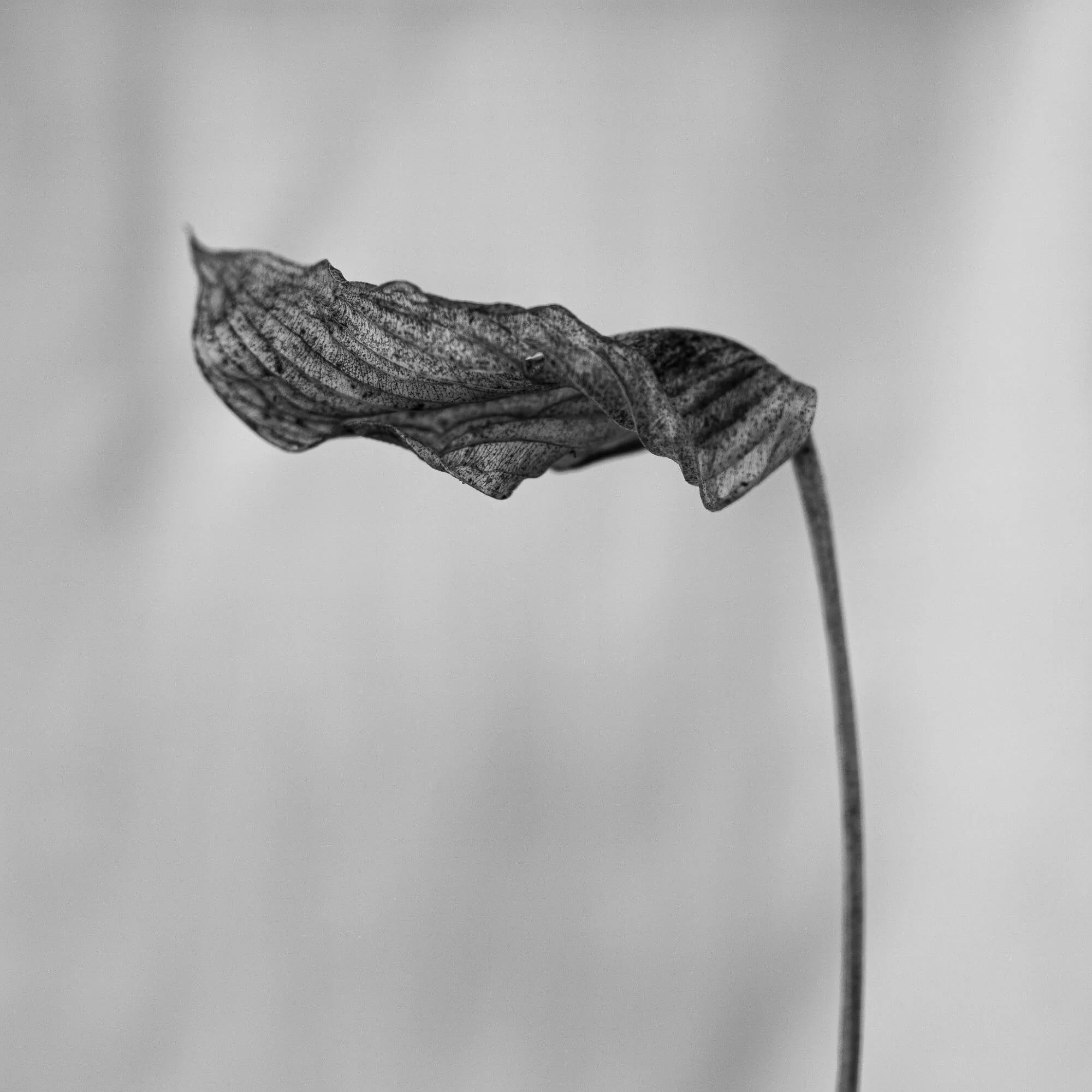 Minimalist black and white photo of a withered leaf on a stem, fine art photography by Studio Trois Pommes