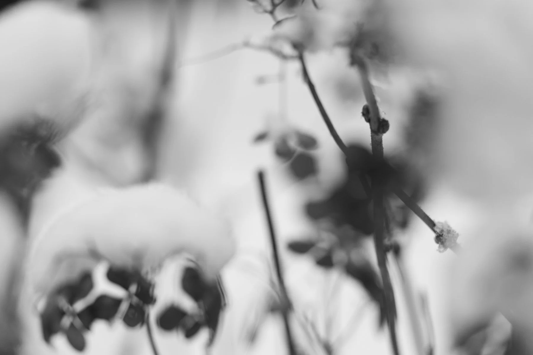 Artistic black and white image of winter branches with snow in gentle motion blur