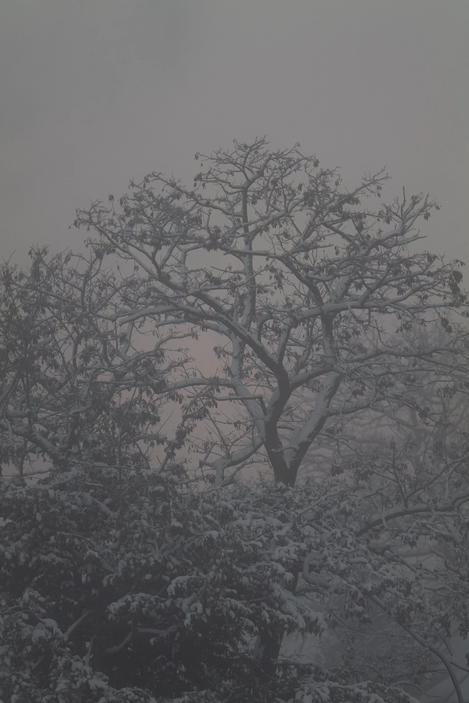Moody winter landscape of snow-covered trees in soft mist, photographed by Studio Trois Pommes