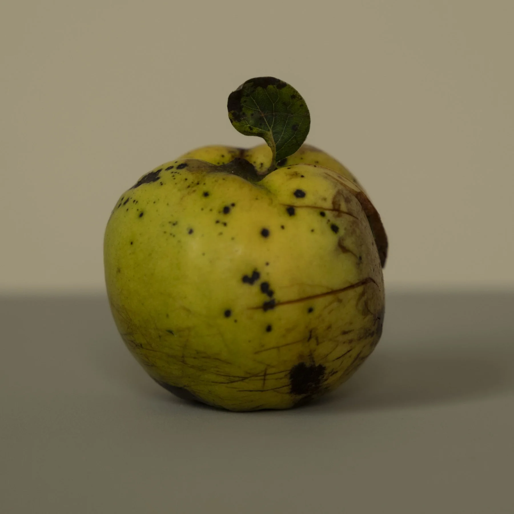 bruised-apple-still-life-studio-trois-pommes.jpg