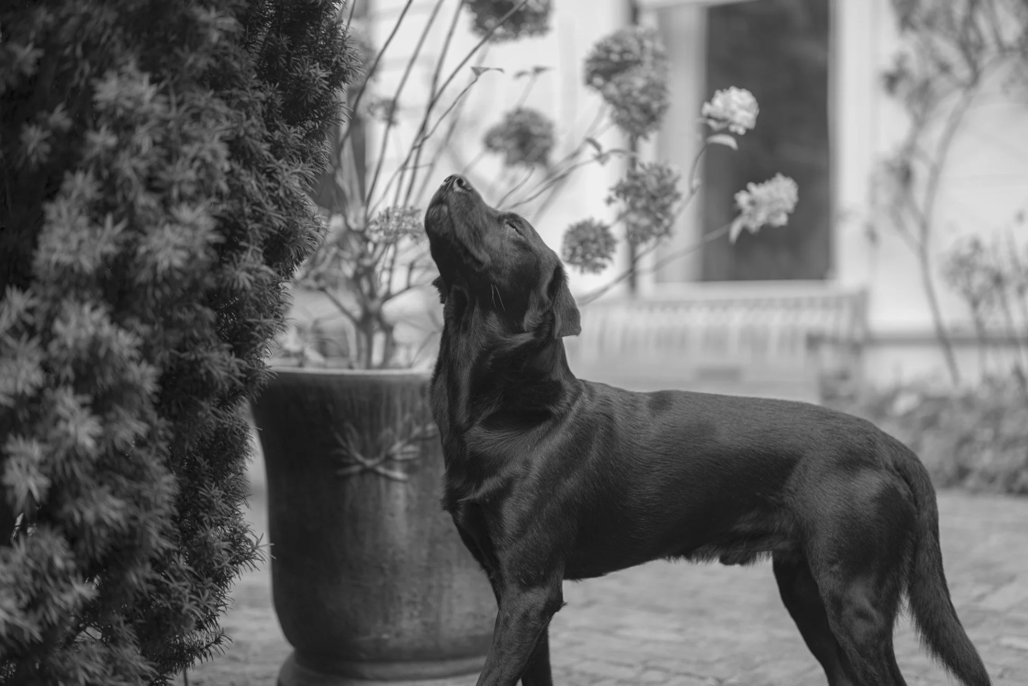 Black and white photo of a dog in a garden looking upward, photographed by Studio Trois Pommes